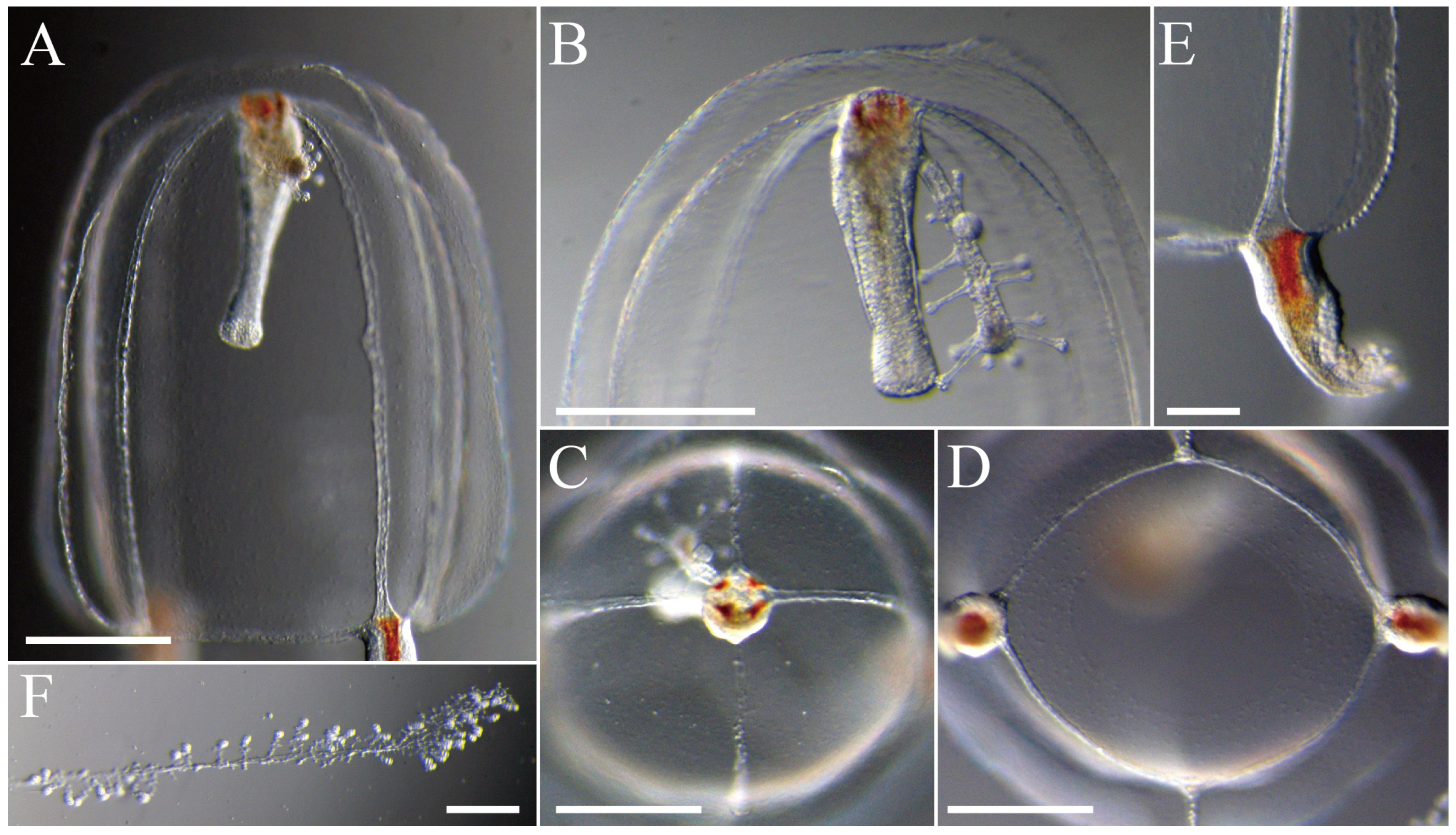 Taxonomy 05 00022 g008