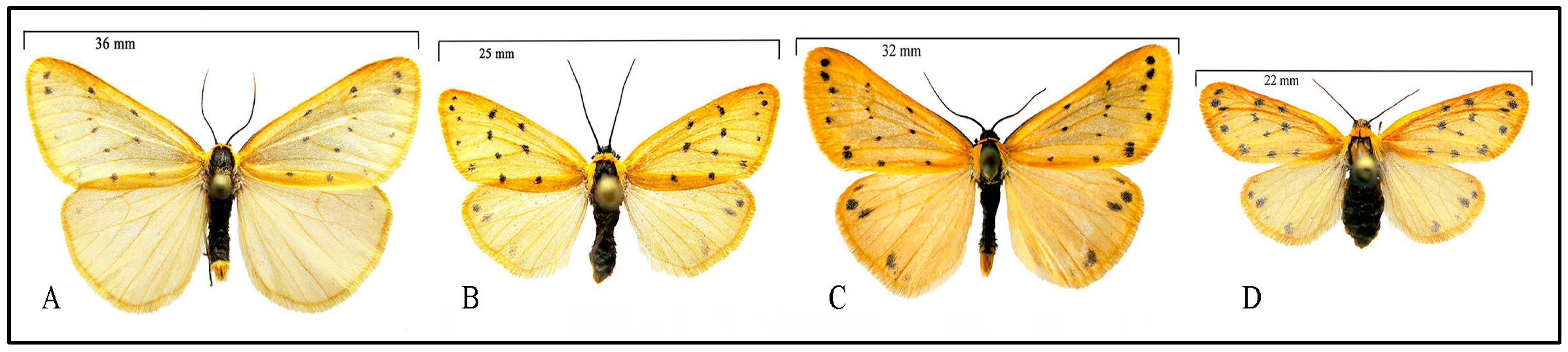 Taxonomy 05 00023 g002