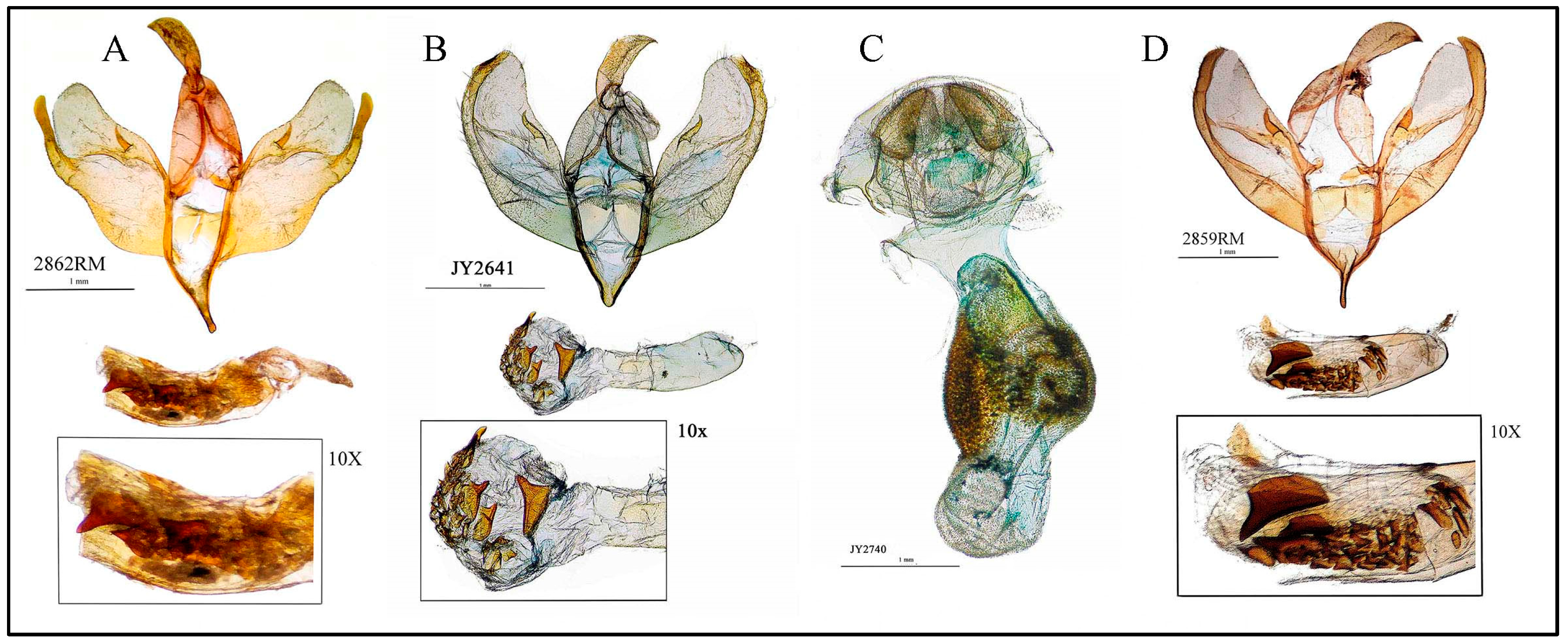 Taxonomy 05 00023 g005
