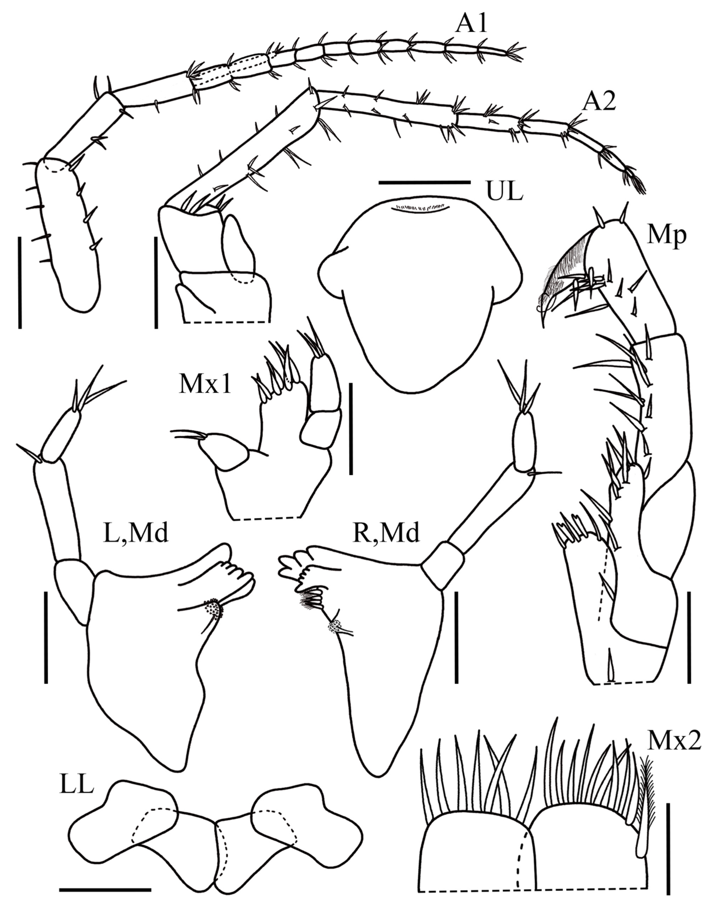 Taxonomy 05 00028 g001