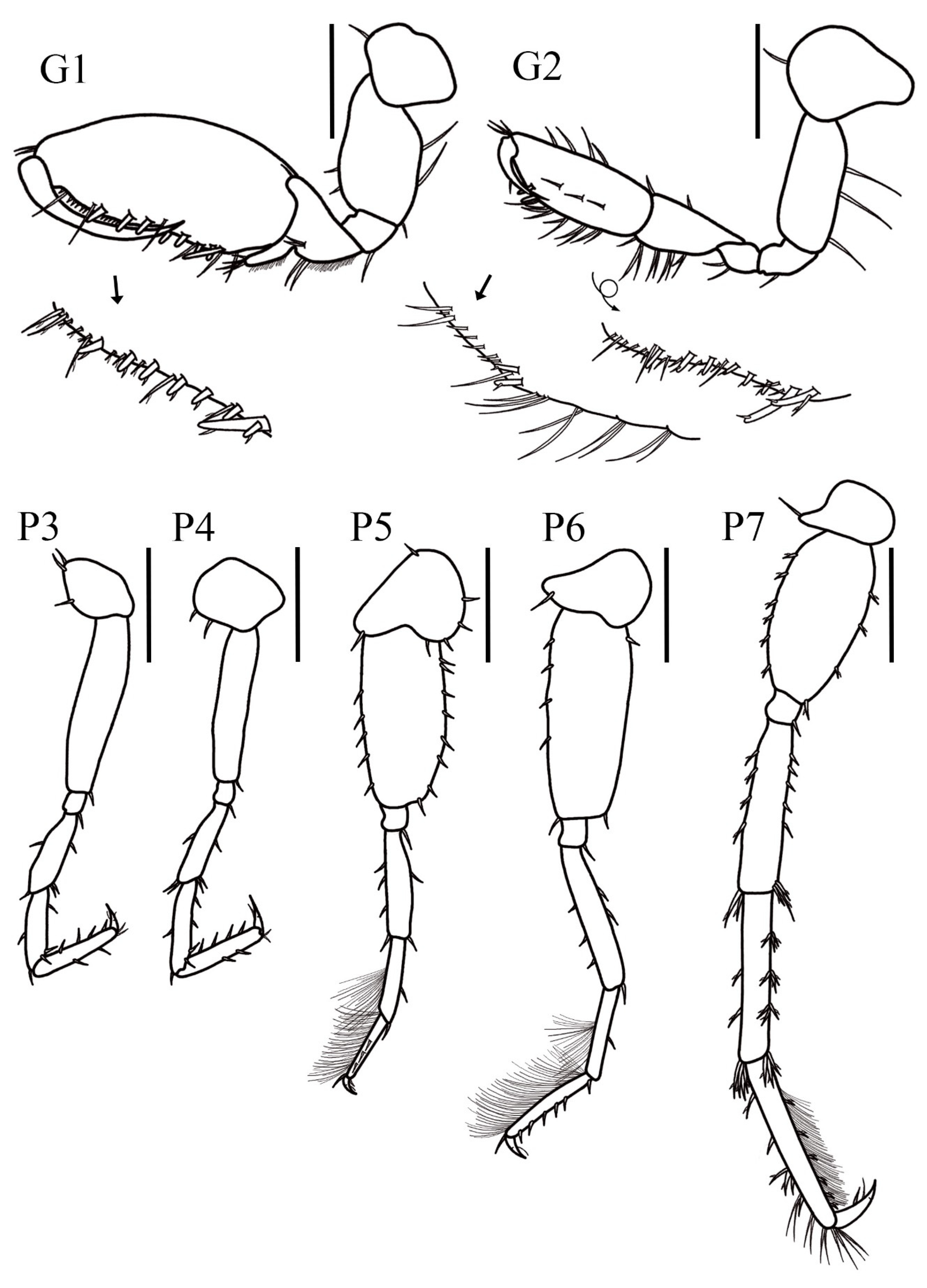 Taxonomy 05 00028 g002