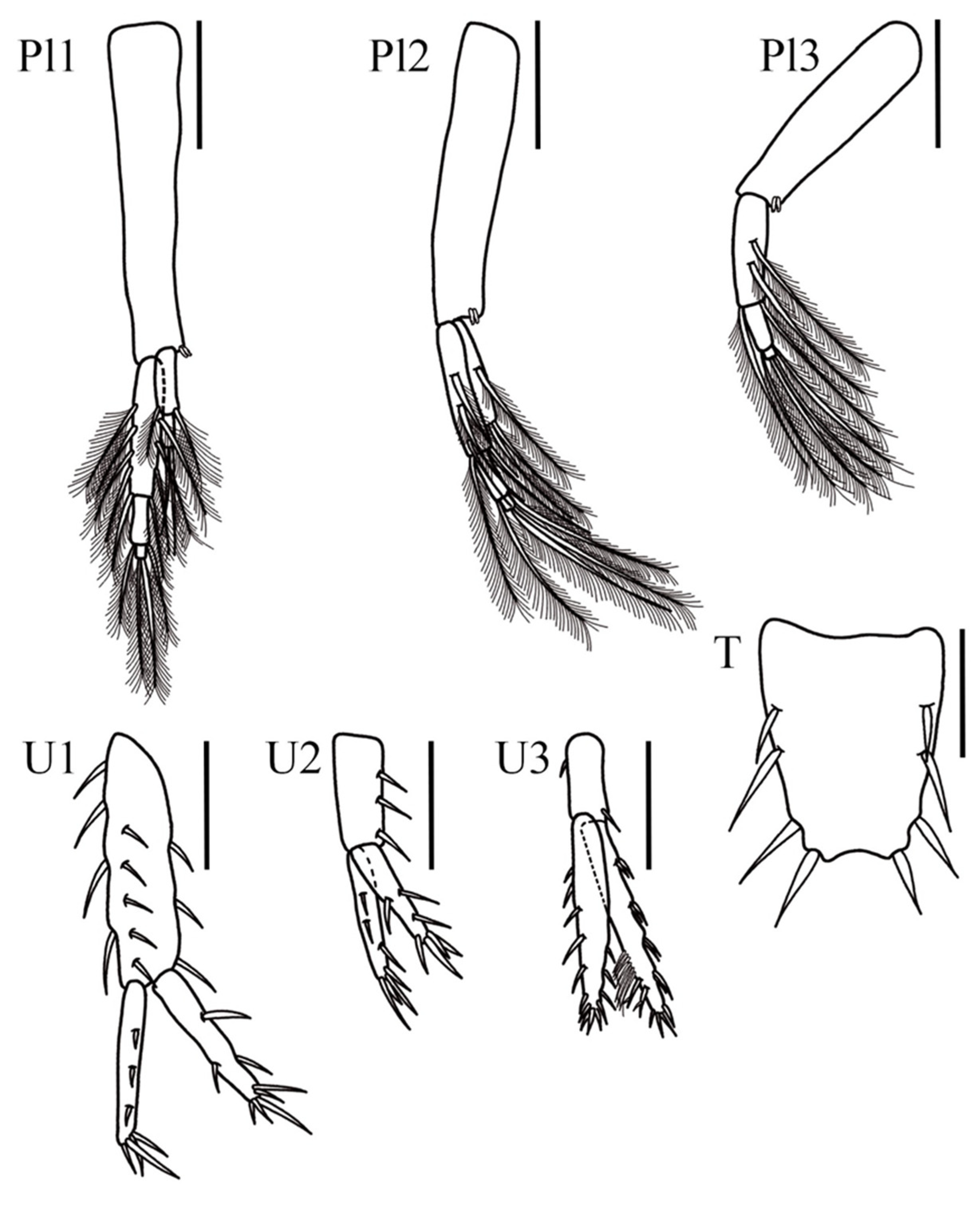 Taxonomy 05 00028 g003