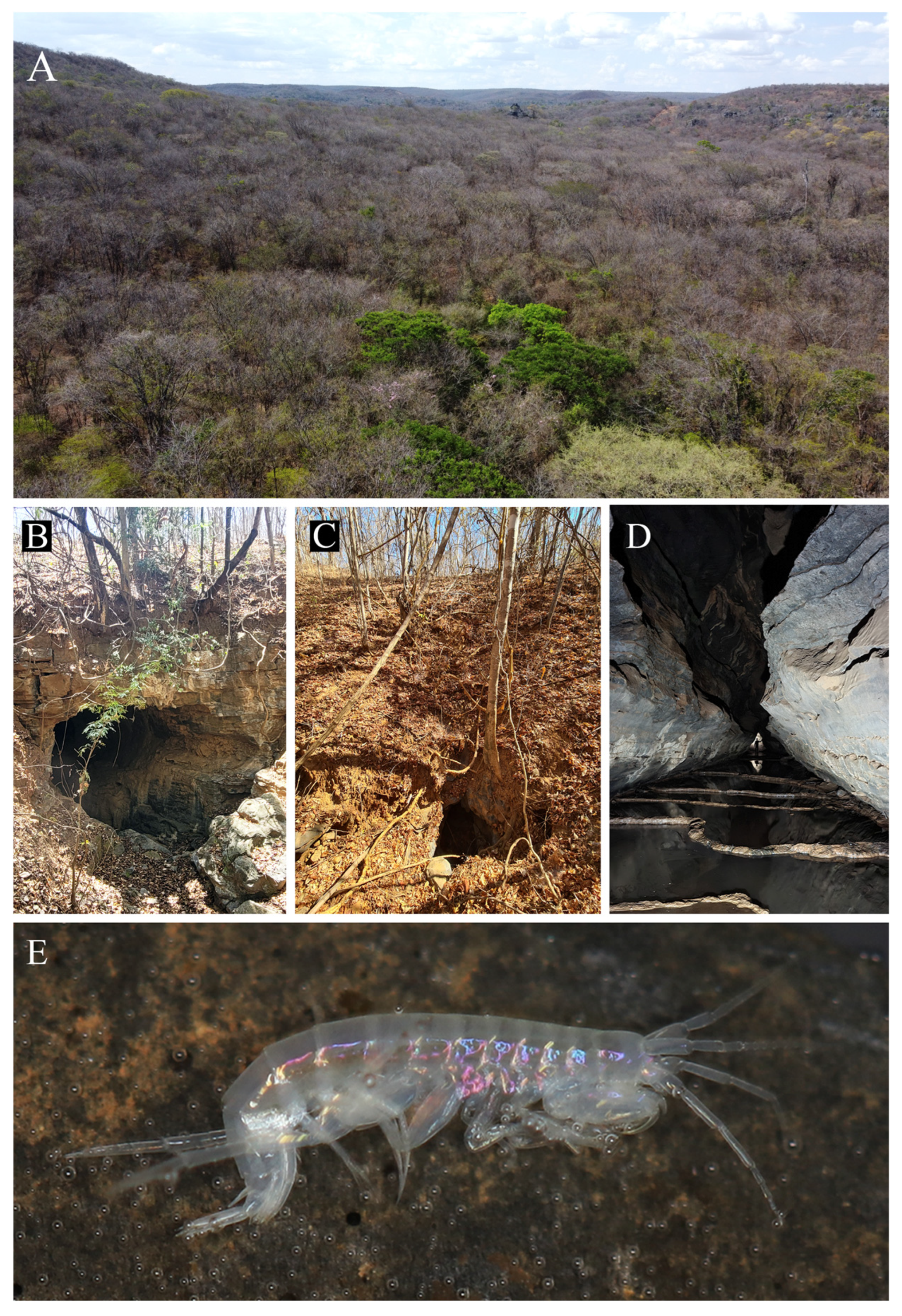 Taxonomy 05 00028 g004