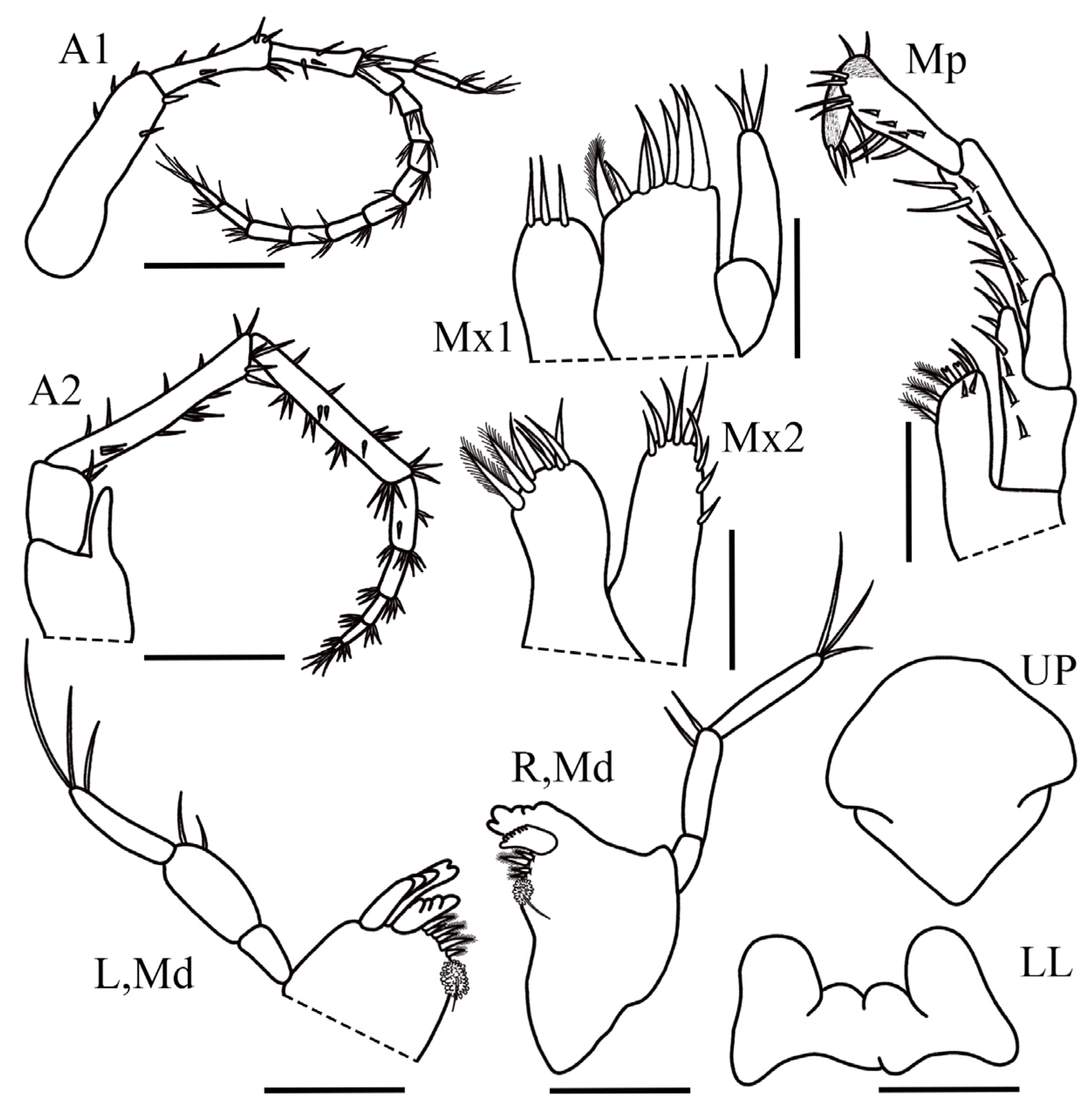 Taxonomy 05 00028 g005