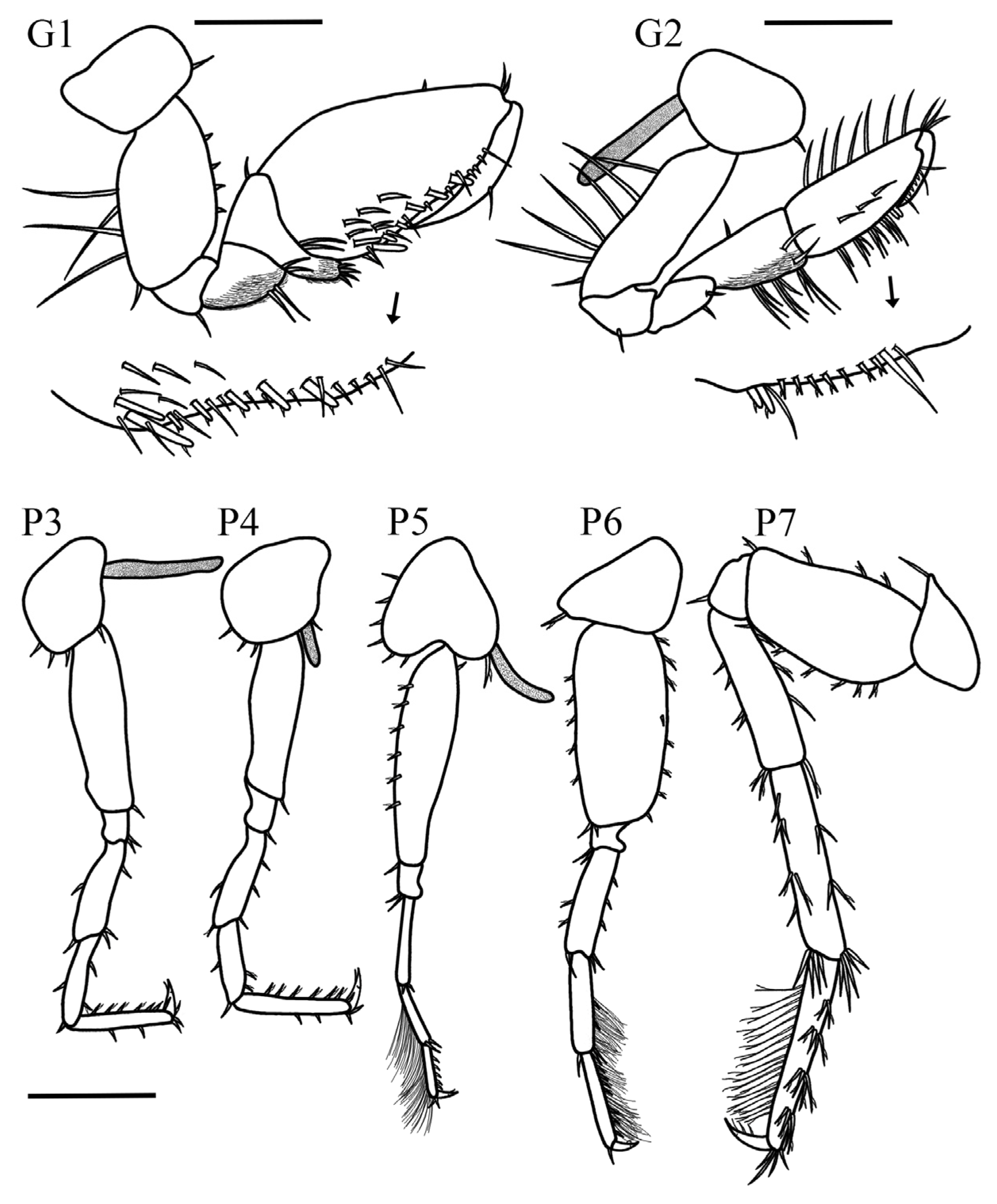 Taxonomy 05 00028 g006