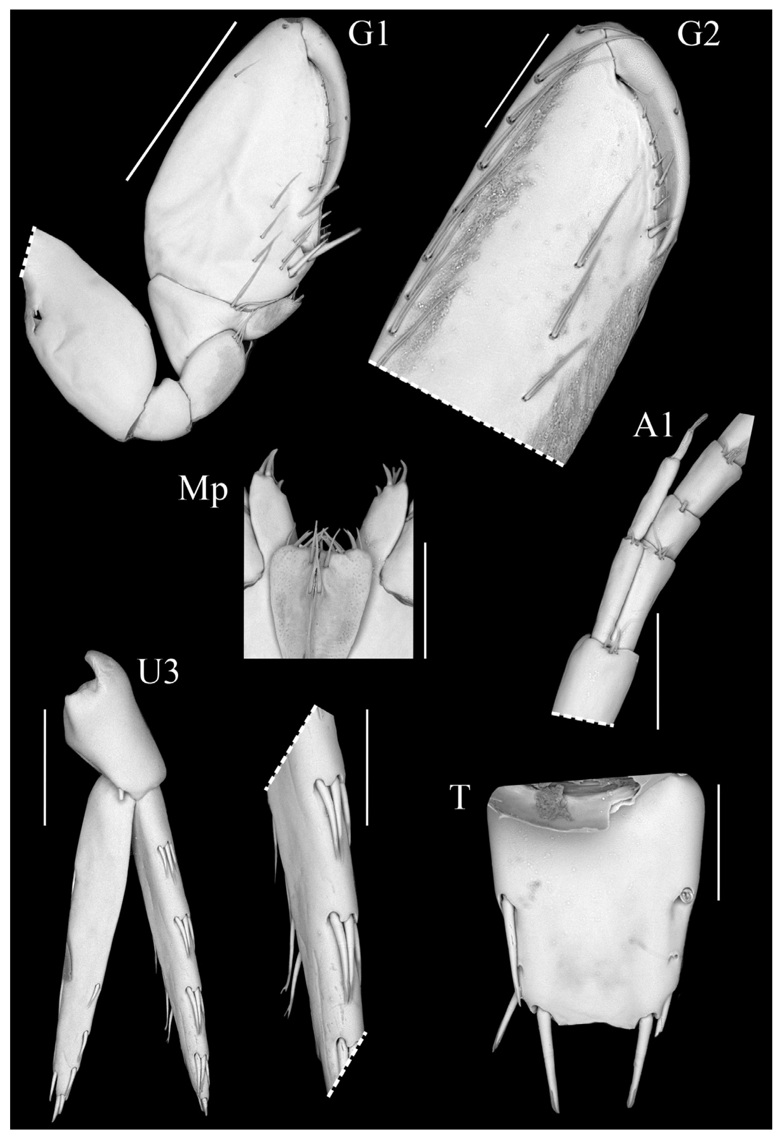 Taxonomy 05 00028 g008