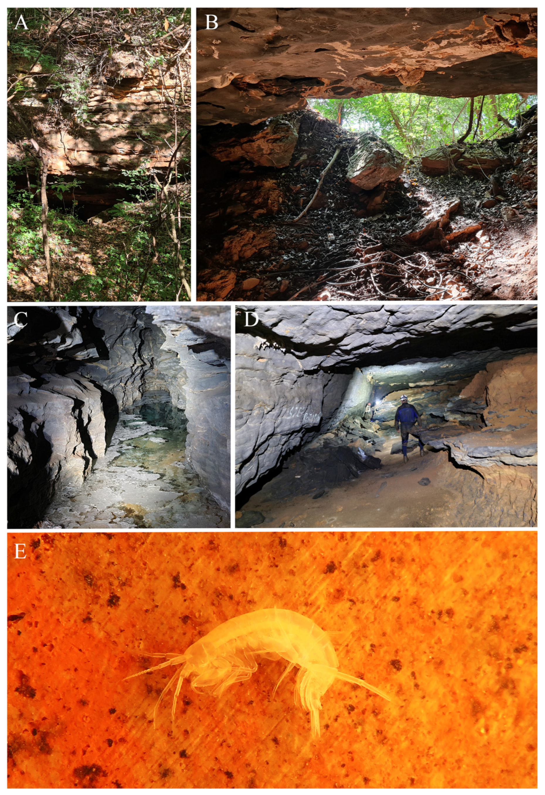 Taxonomy 05 00028 g009