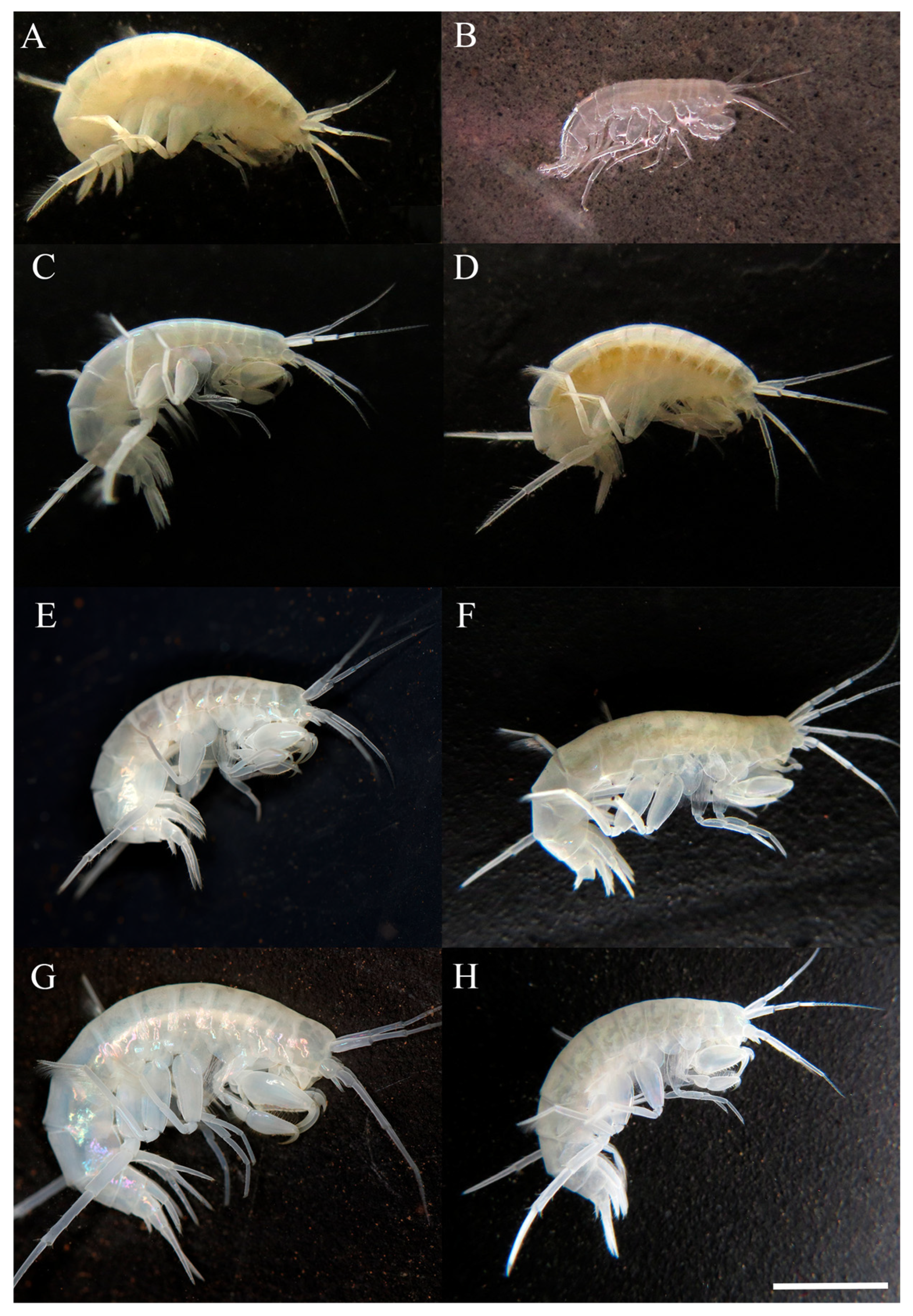 Taxonomy 05 00028 g010