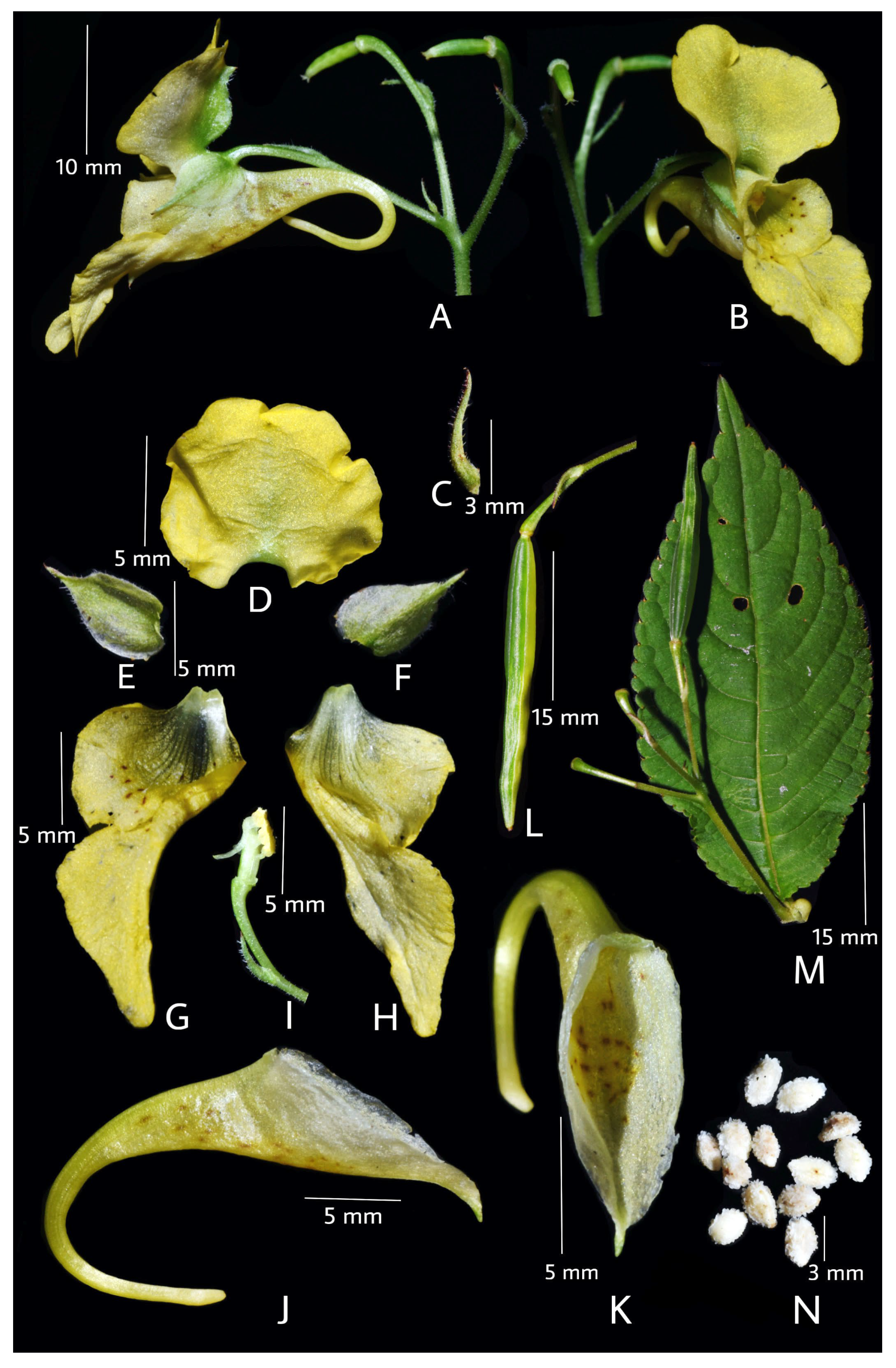 Taxonomy 05 00029 g001