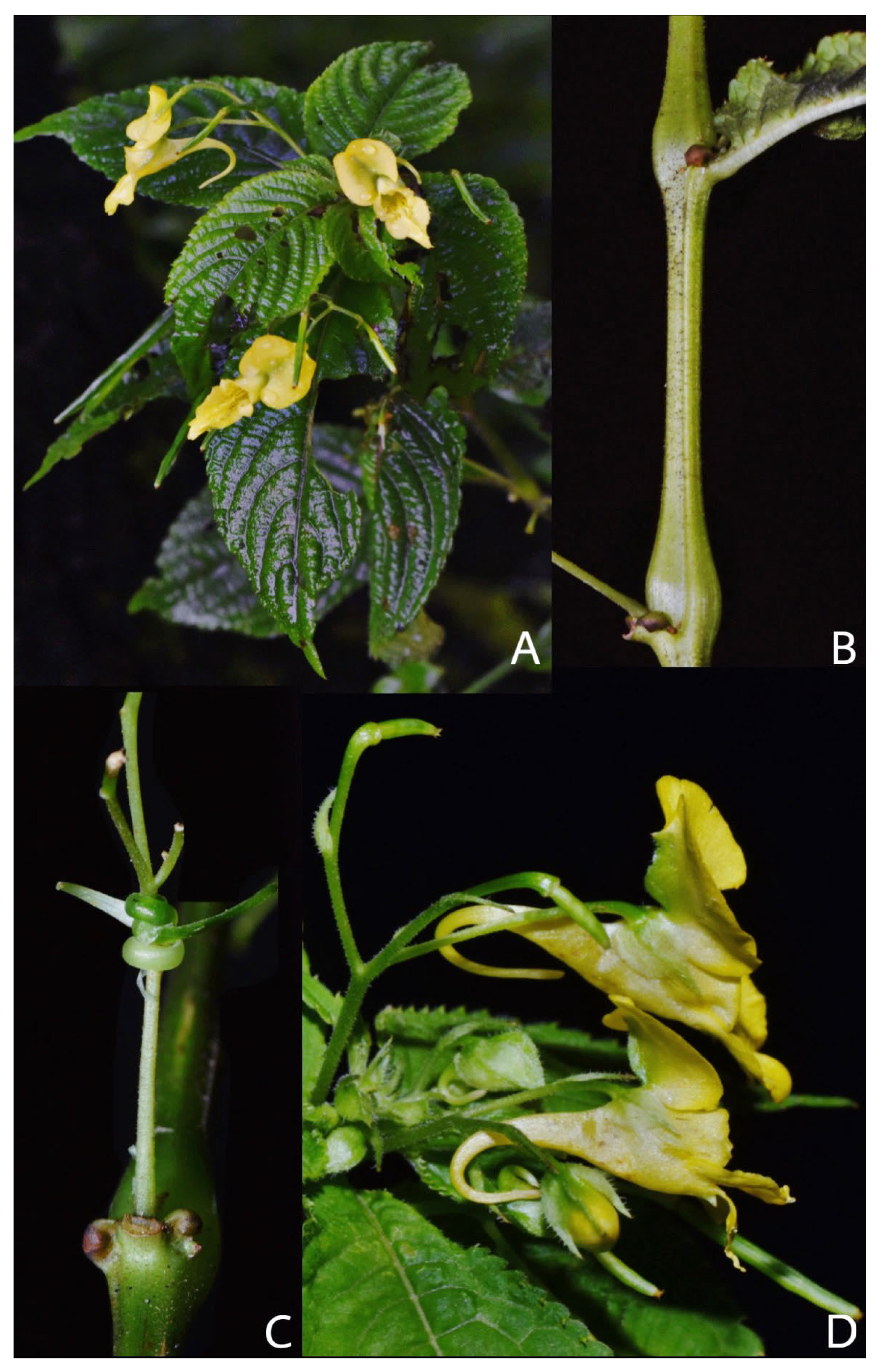 Taxonomy 05 00029 g002