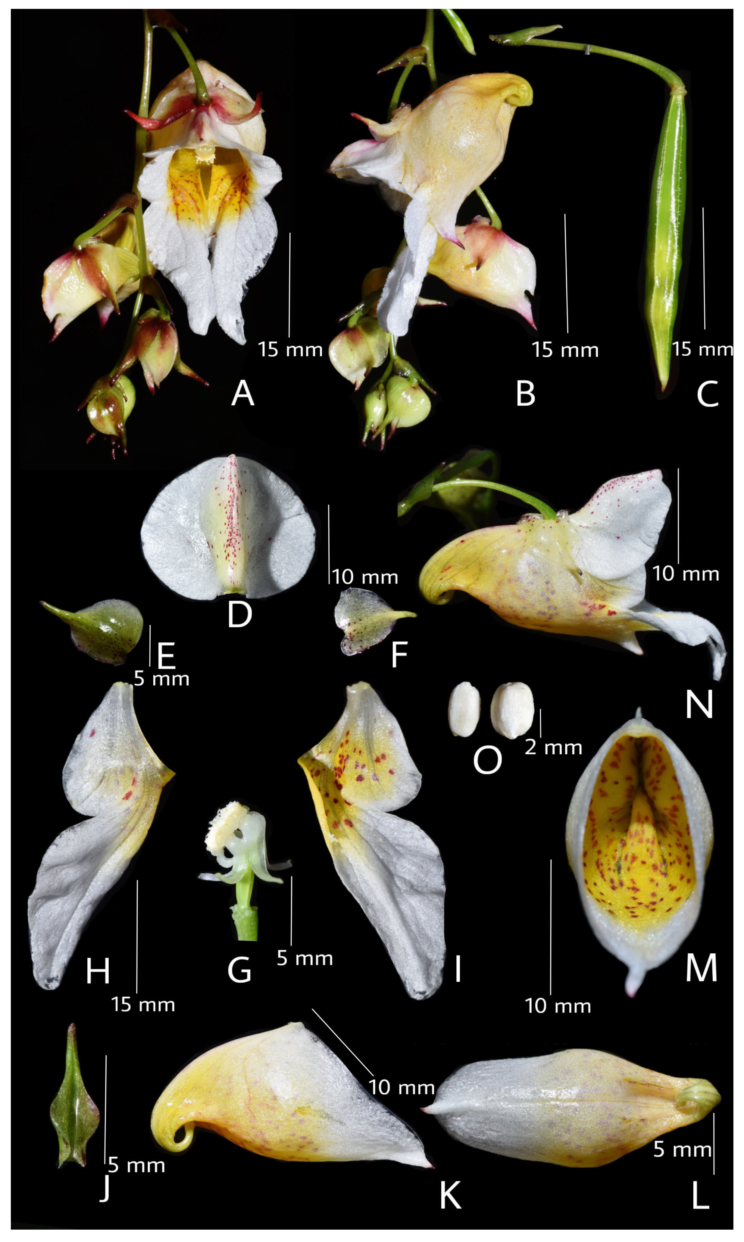 Taxonomy 05 00029 g003