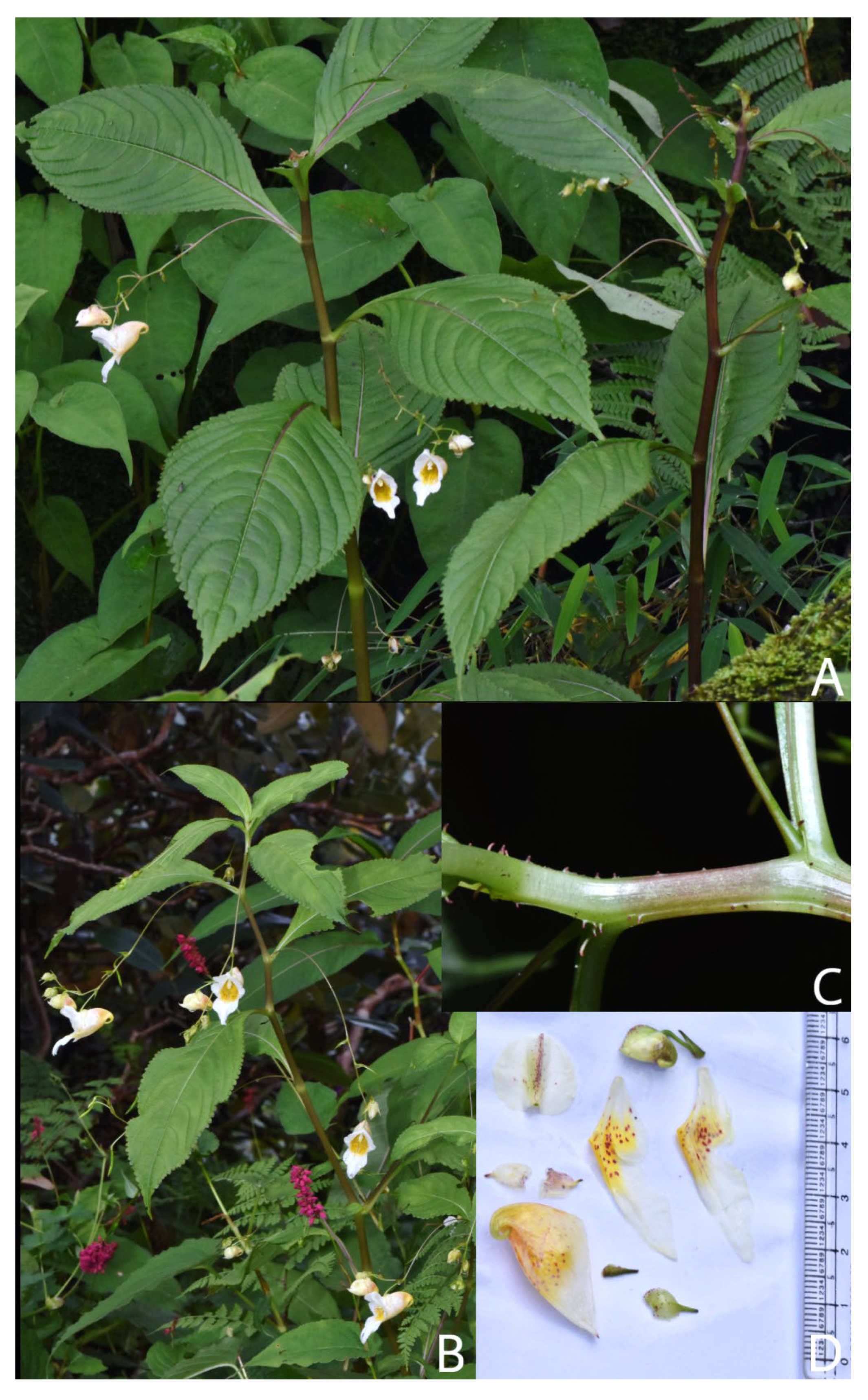 Taxonomy 05 00029 g004