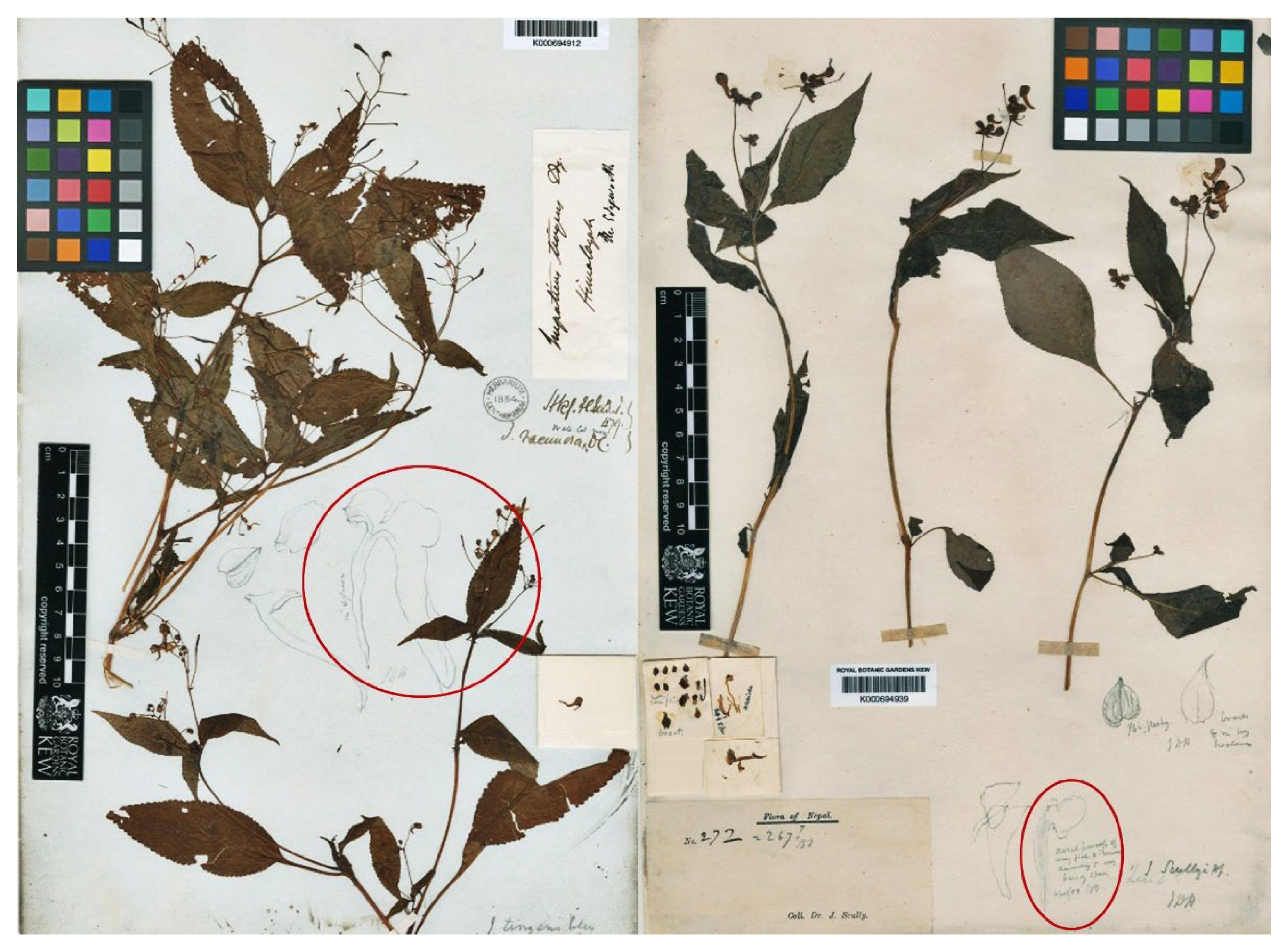 Taxonomy 05 00029 g006