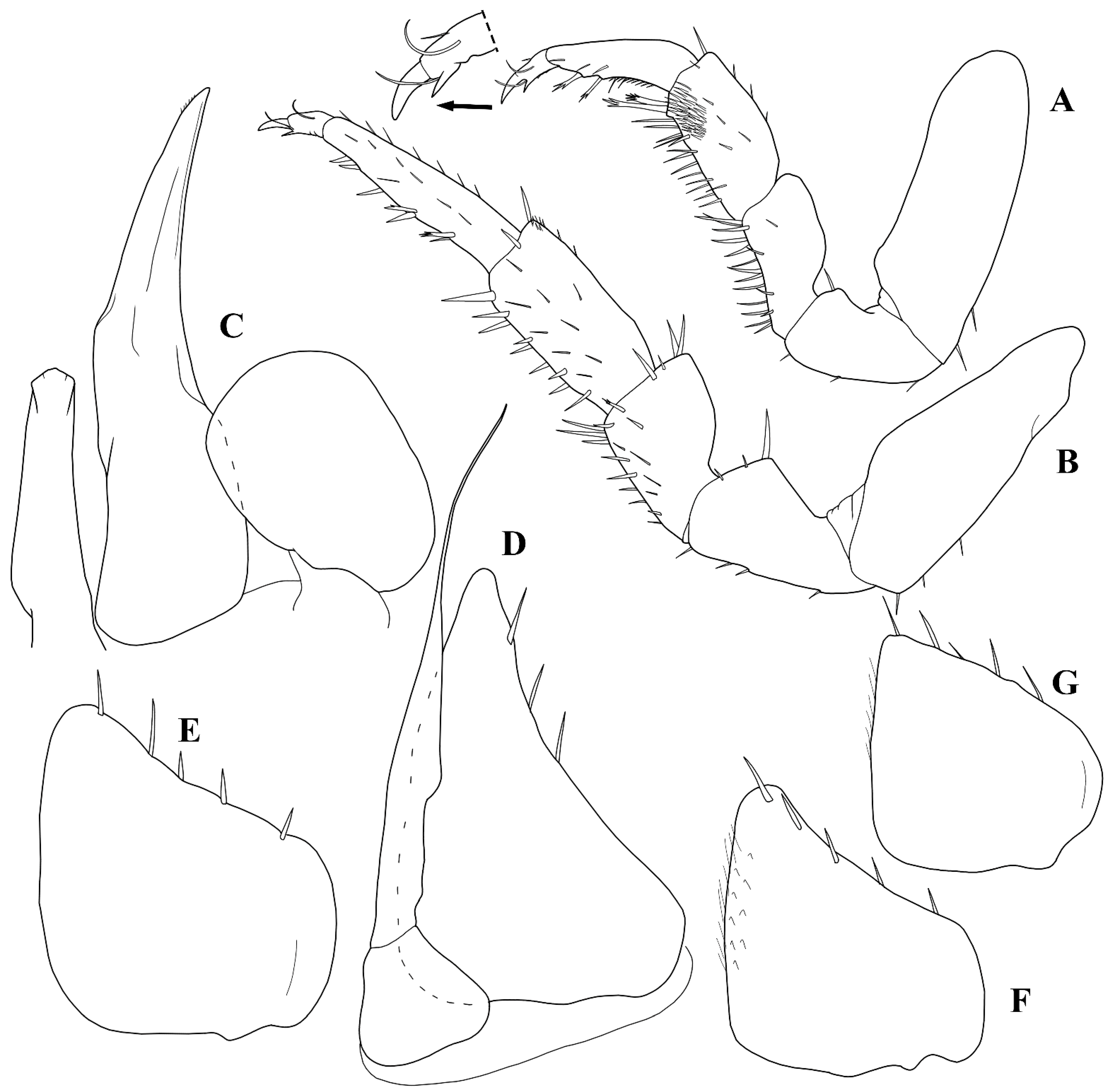 Taxonomy 05 00030 g004