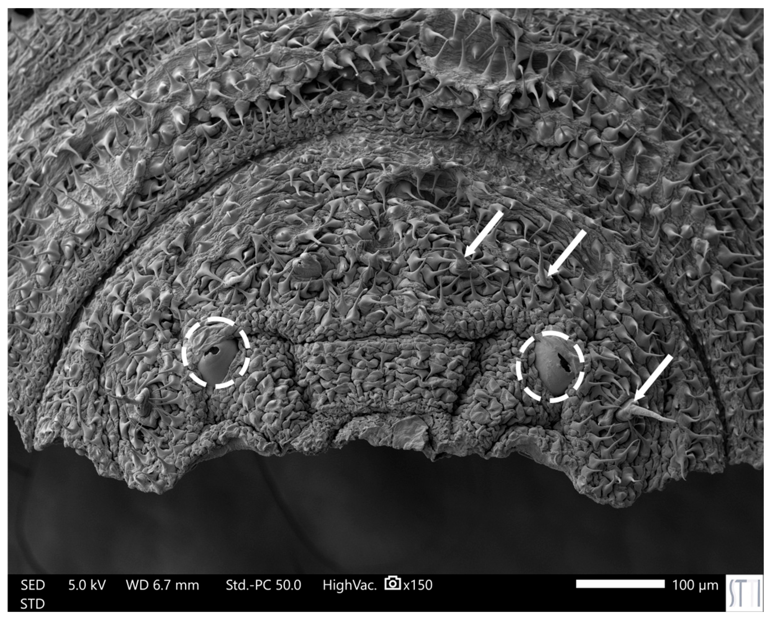 Taxonomy 05 00031 g002