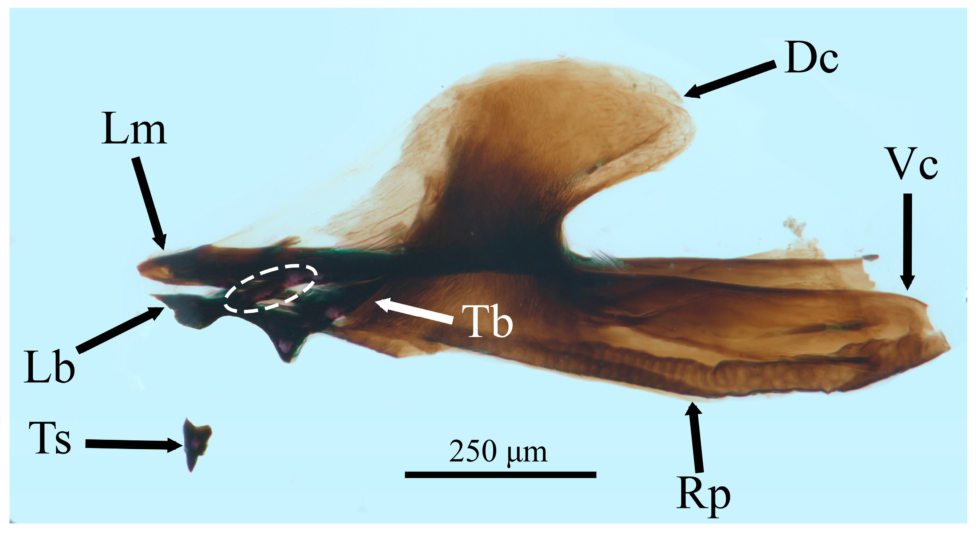 Taxonomy 05 00031 g003