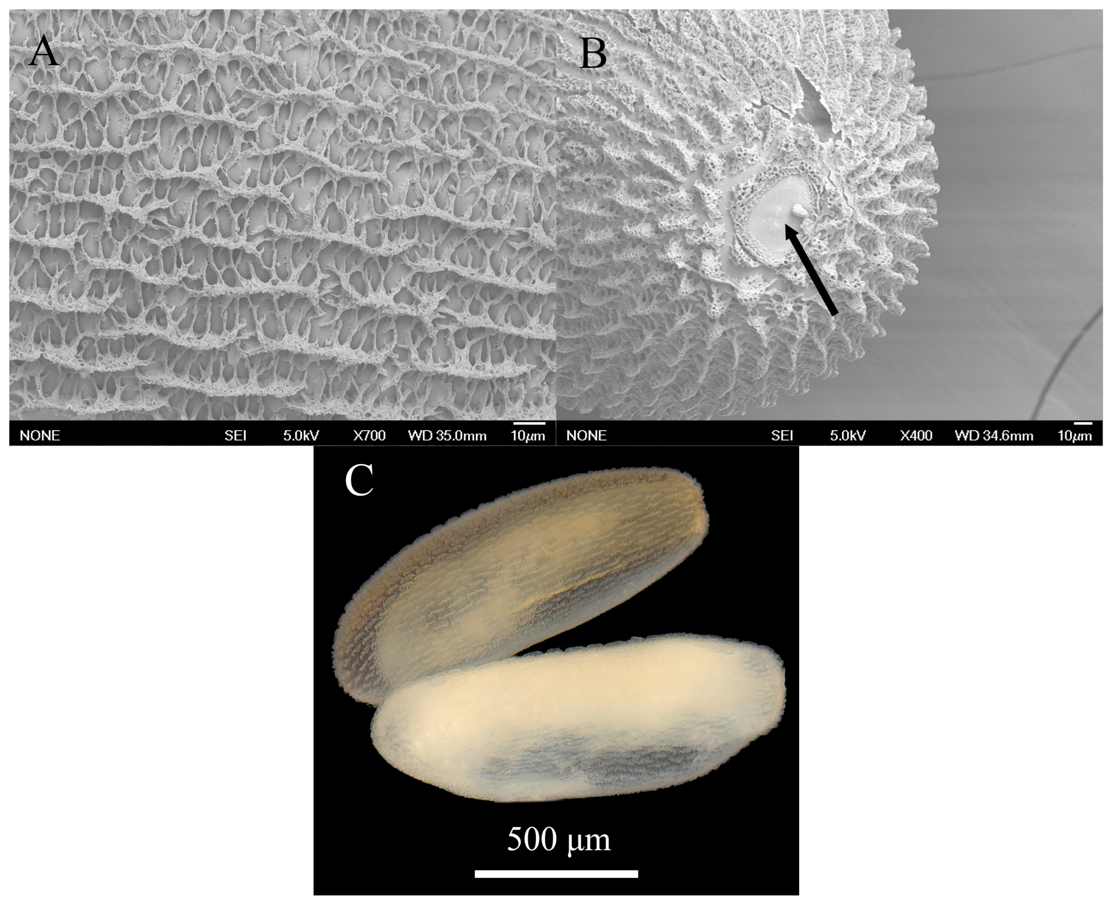 Taxonomy 05 00031 g005