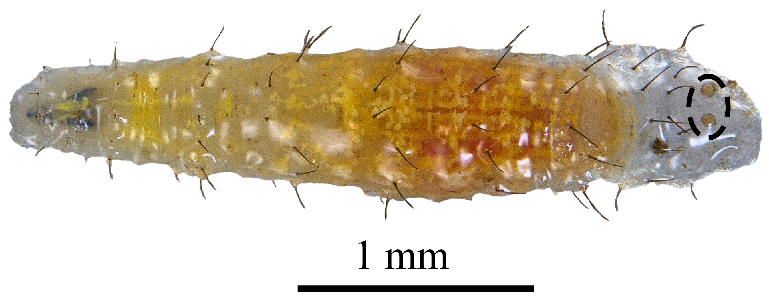 Taxonomy 05 00031 g006