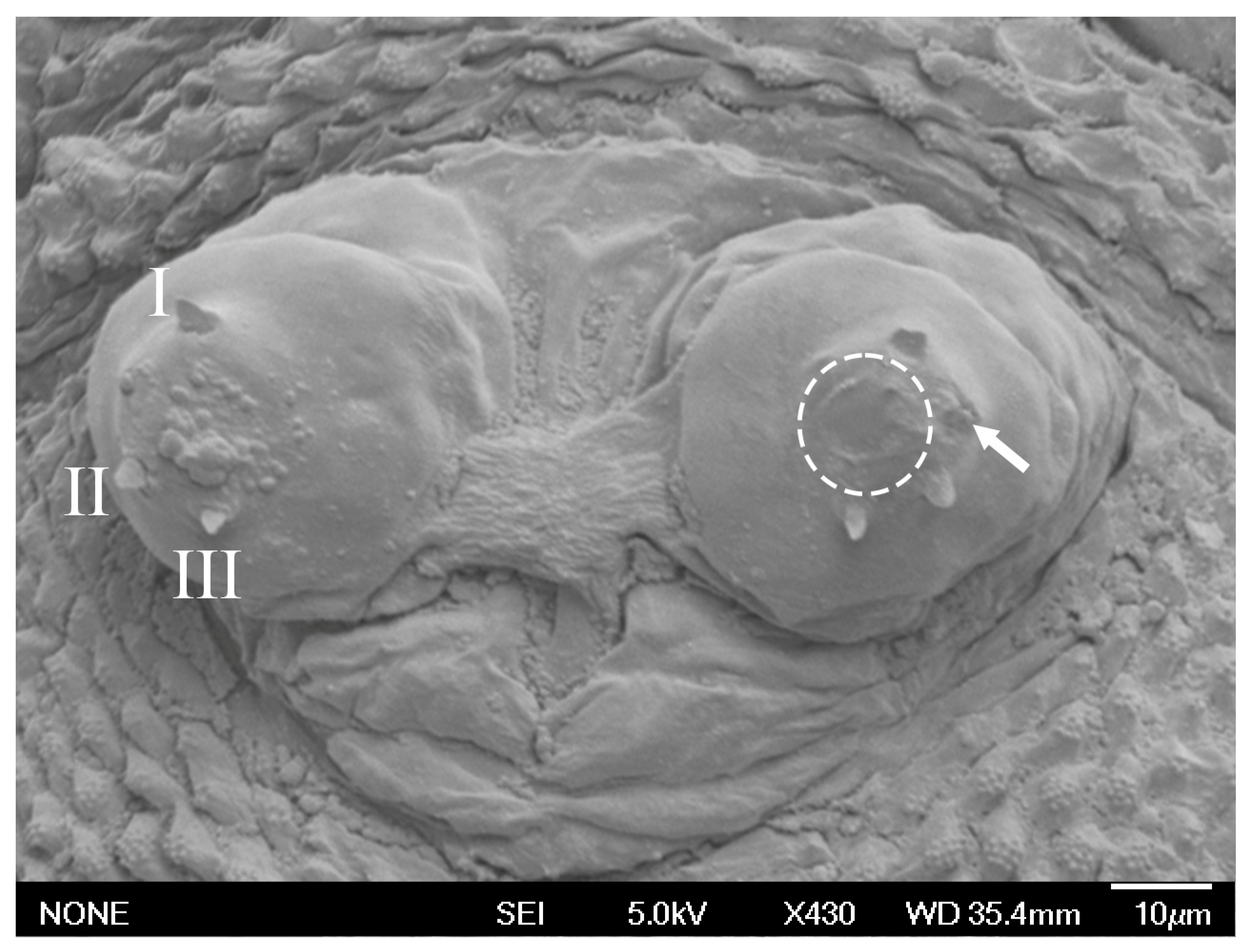 Taxonomy 05 00031 g007