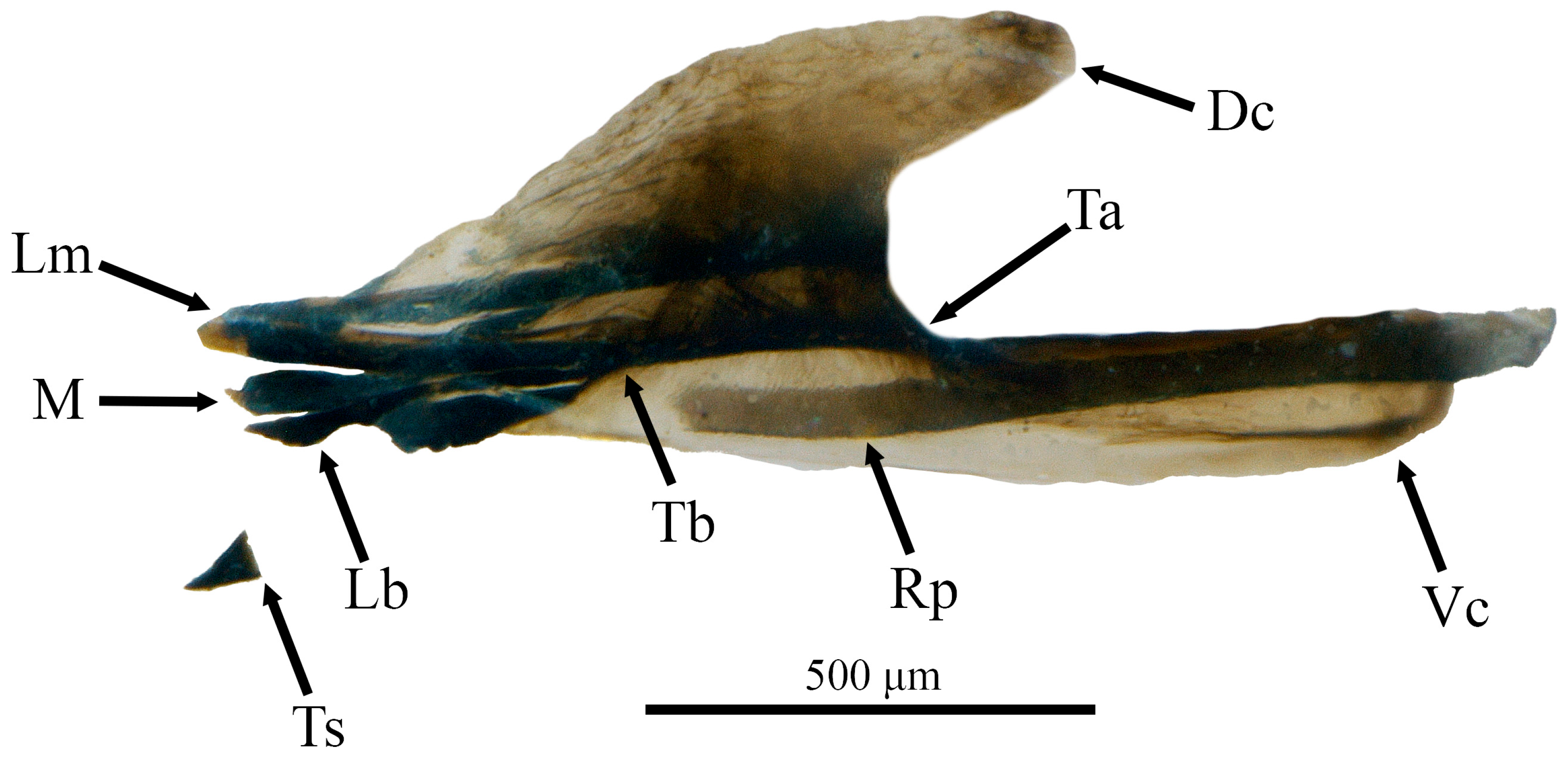 Taxonomy 05 00031 g009