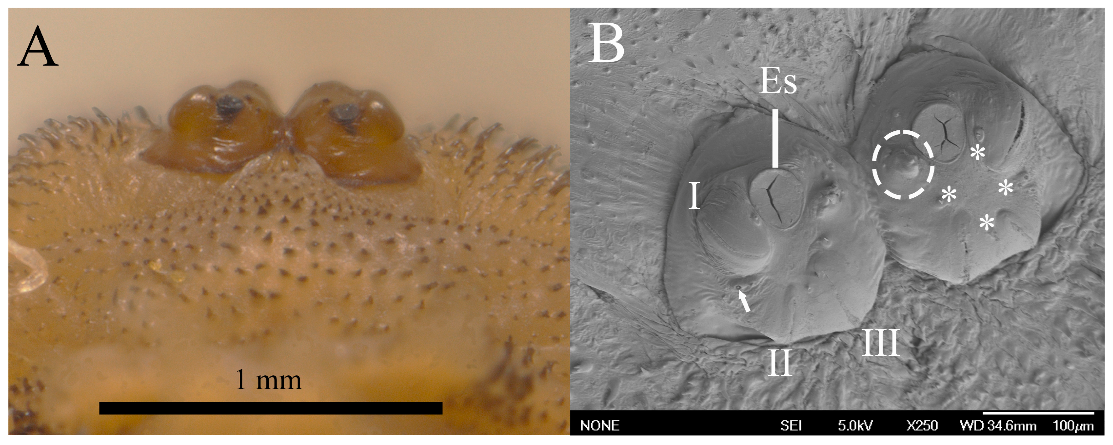 Taxonomy 05 00031 g010