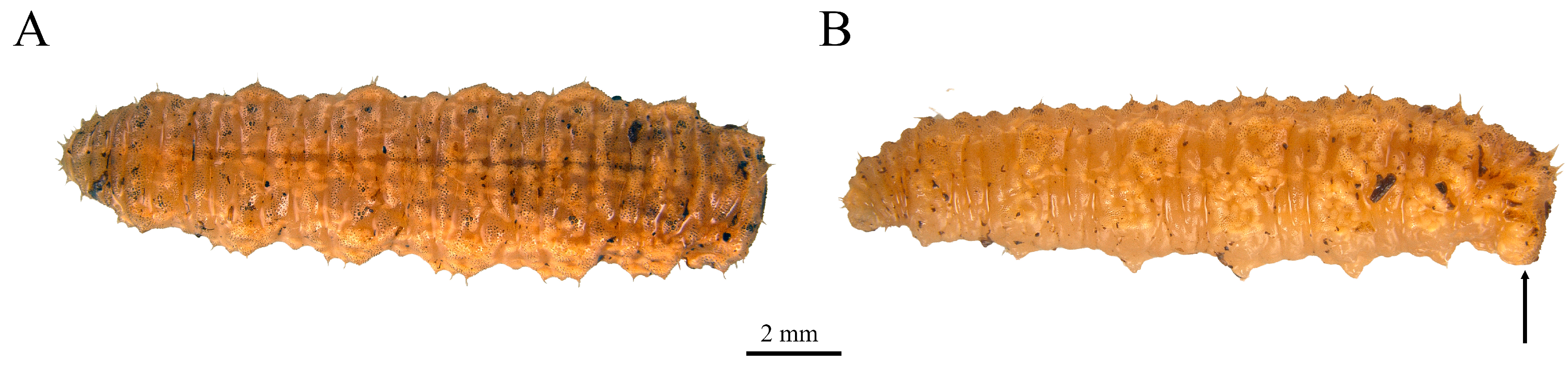 Taxonomy 05 00031 g011