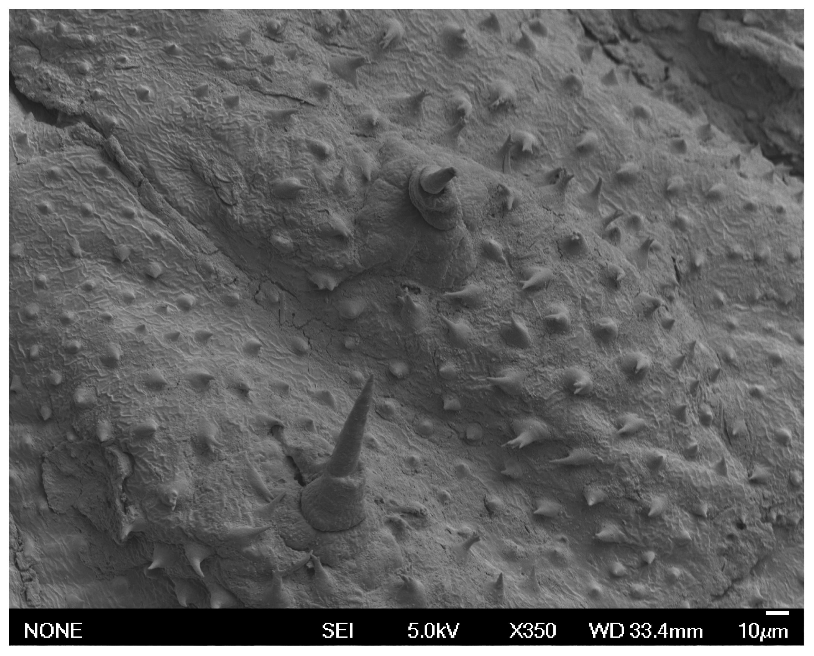 Taxonomy 05 00031 g013