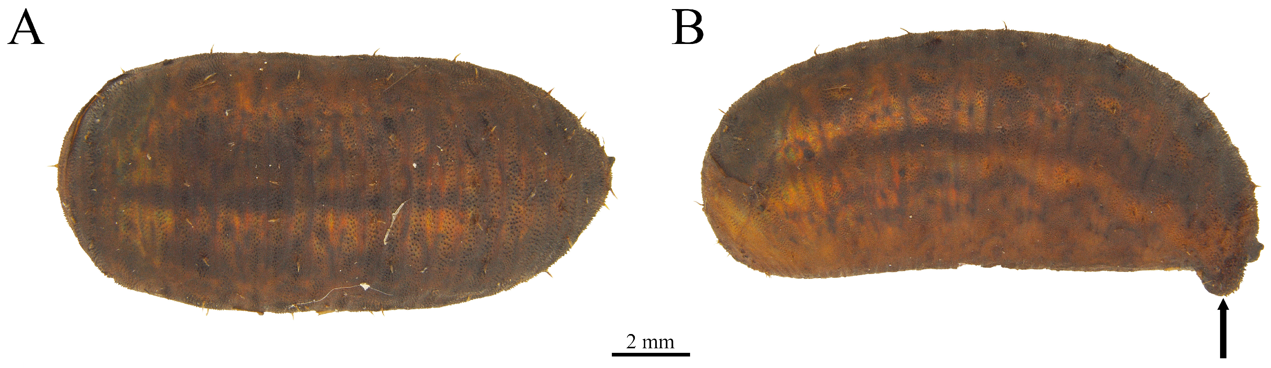 Taxonomy 05 00031 g016