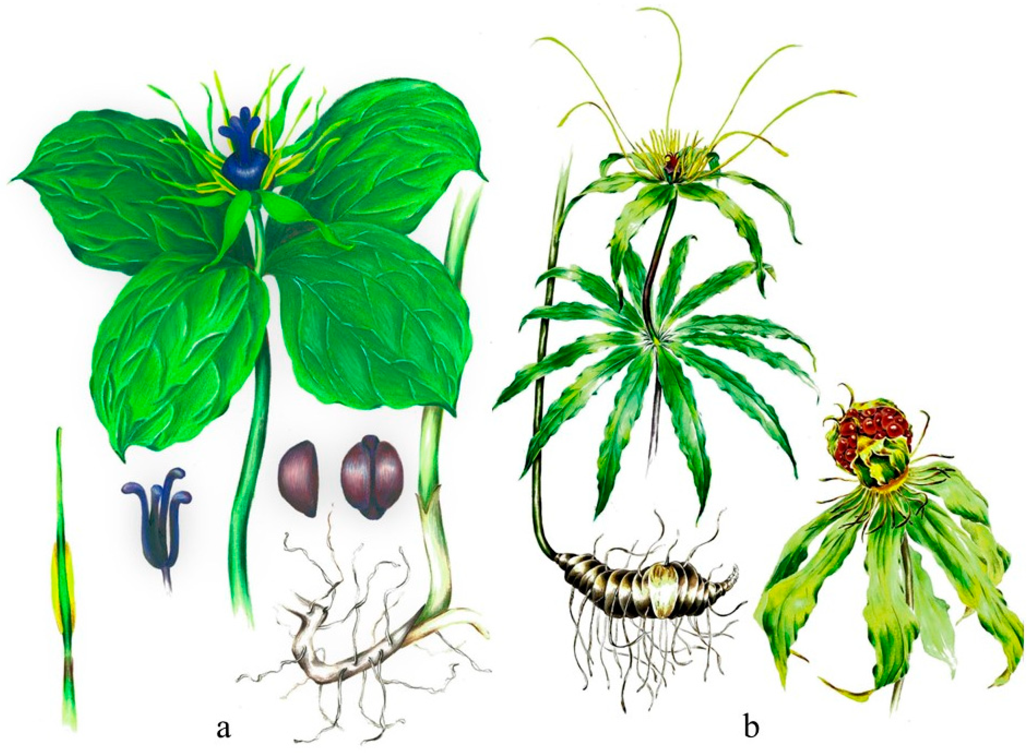 Taxonomy 05 00032 g001