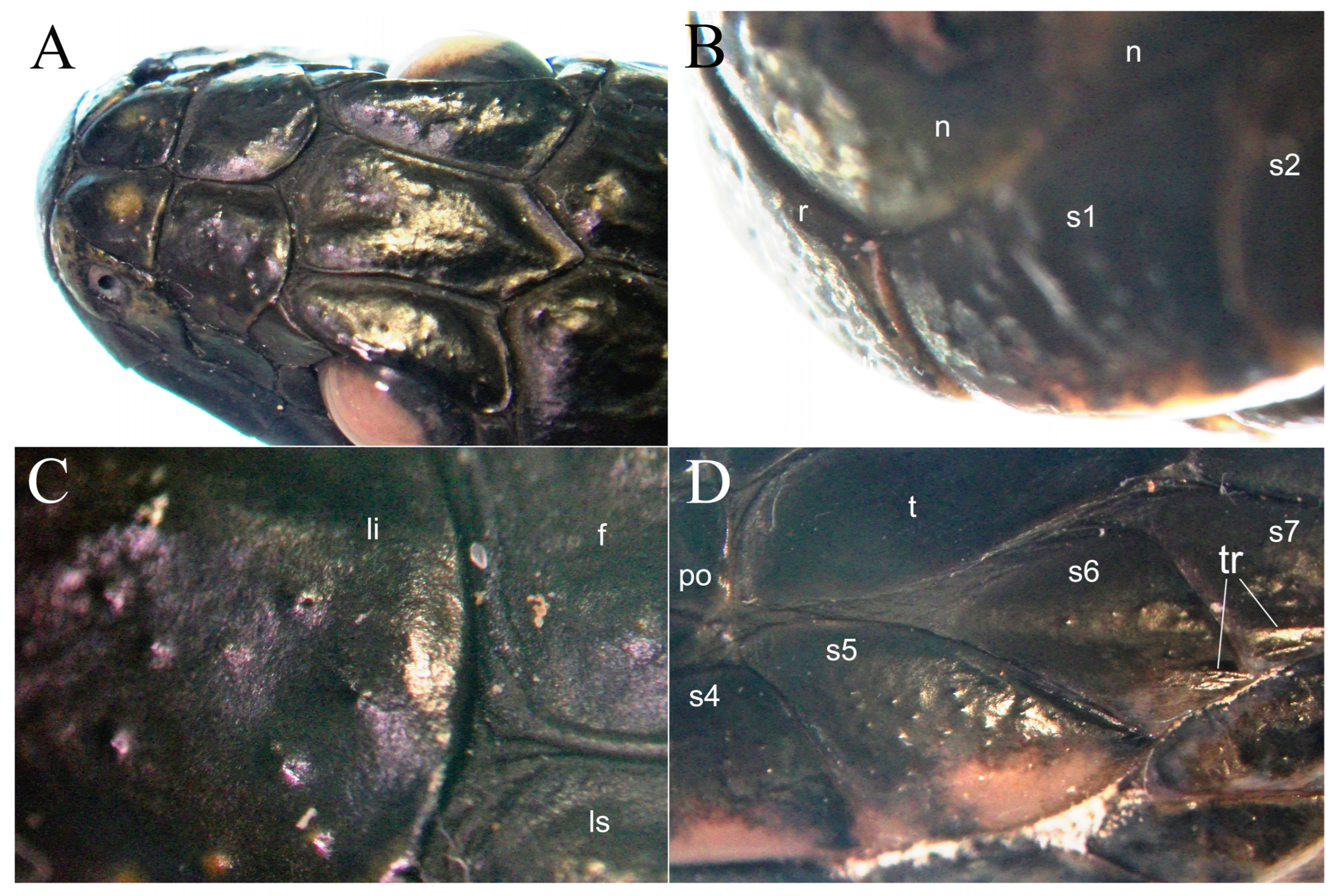 Taxonomy 05 00034 g002