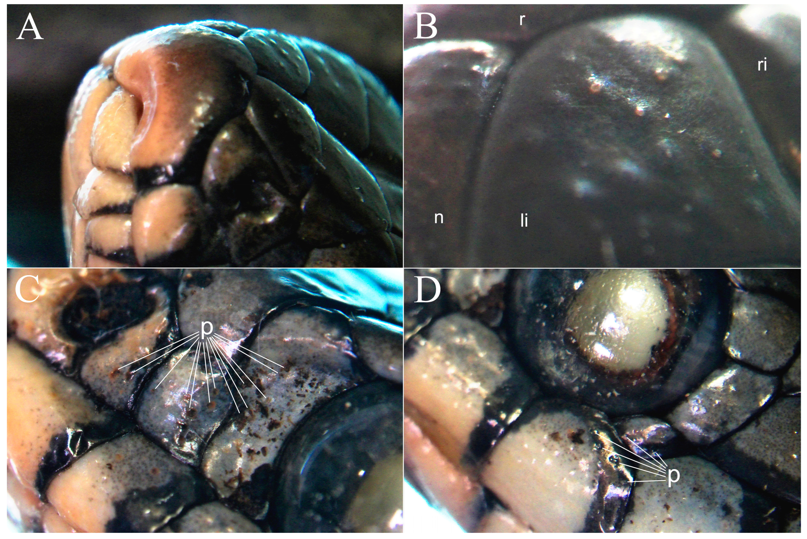 Taxonomy 05 00034 g003