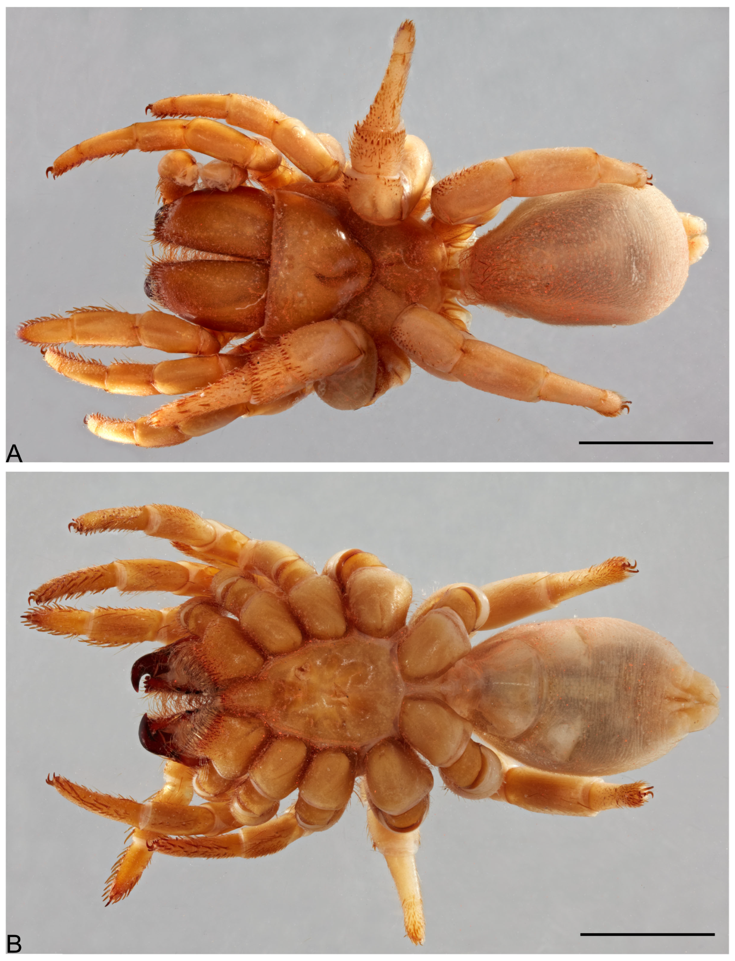 Taxonomy 05 00035 g001