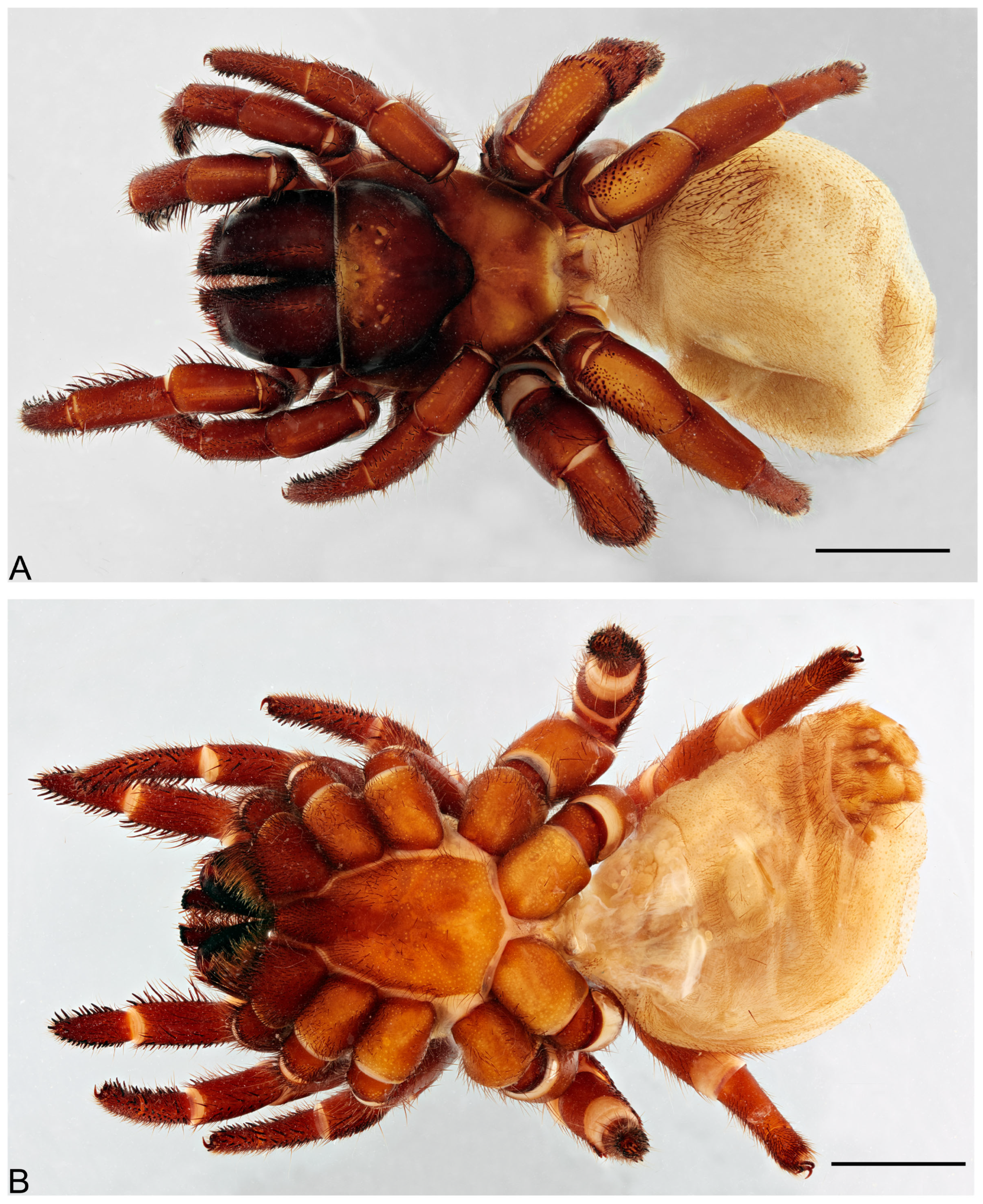 Taxonomy 05 00035 g005