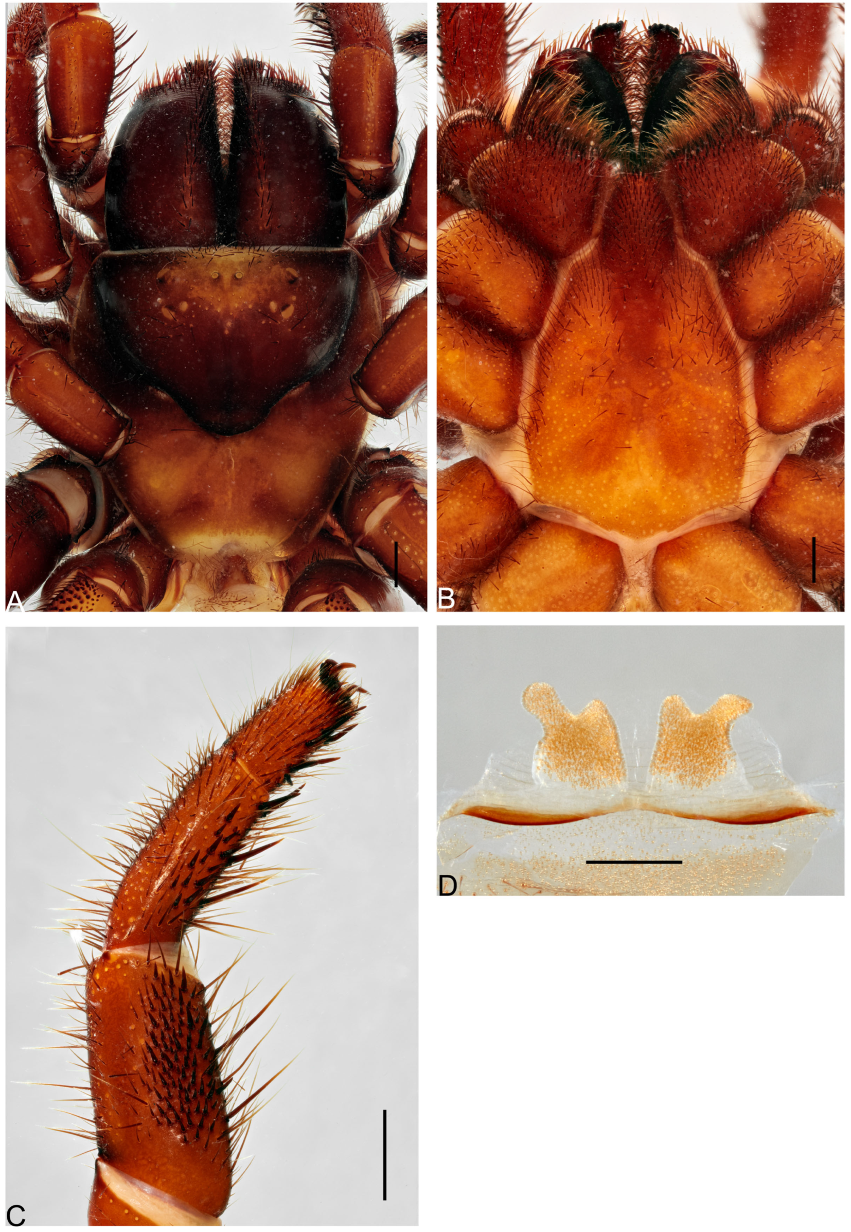 Taxonomy 05 00035 g006