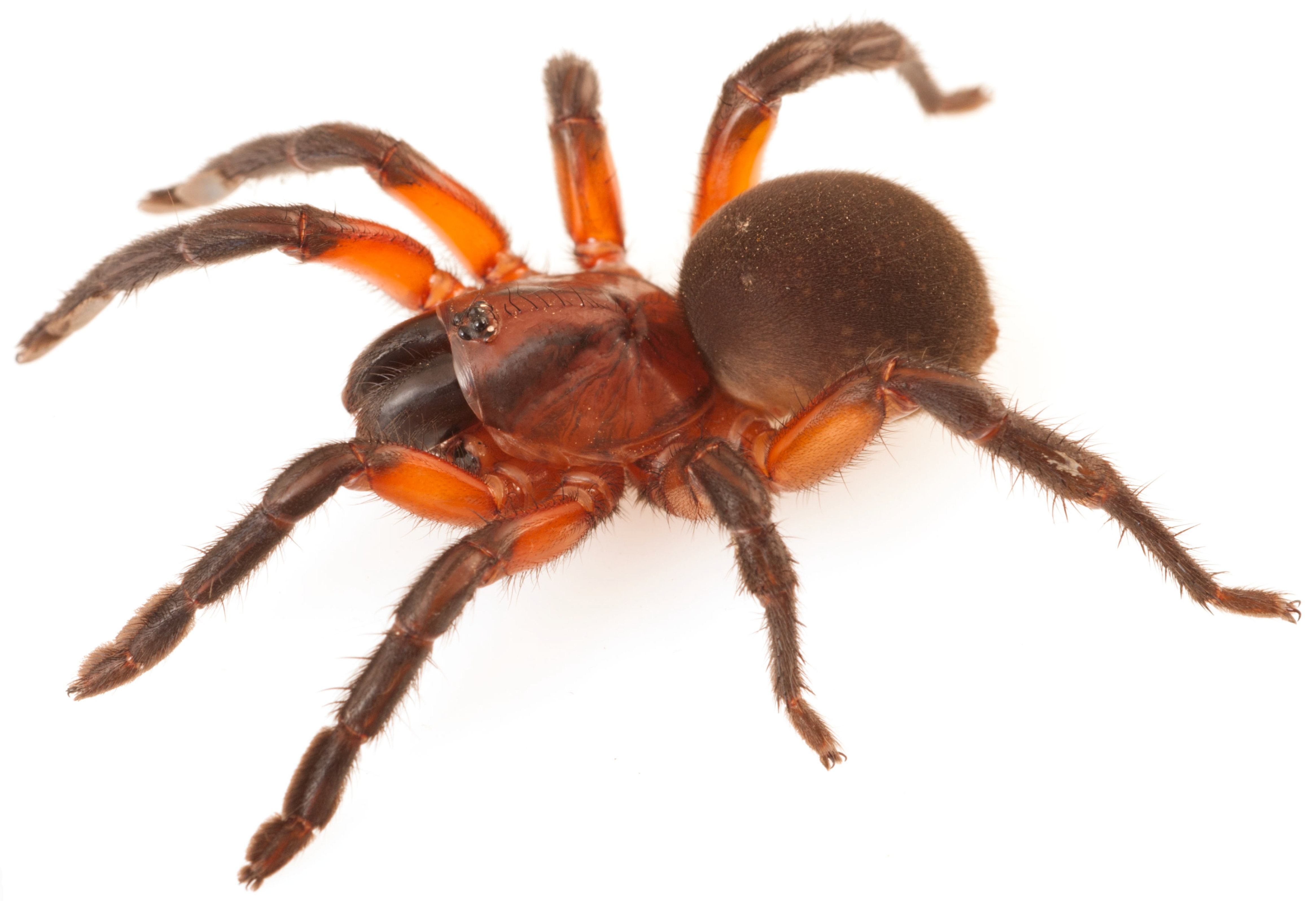 Taxonomy 05 00035 g011