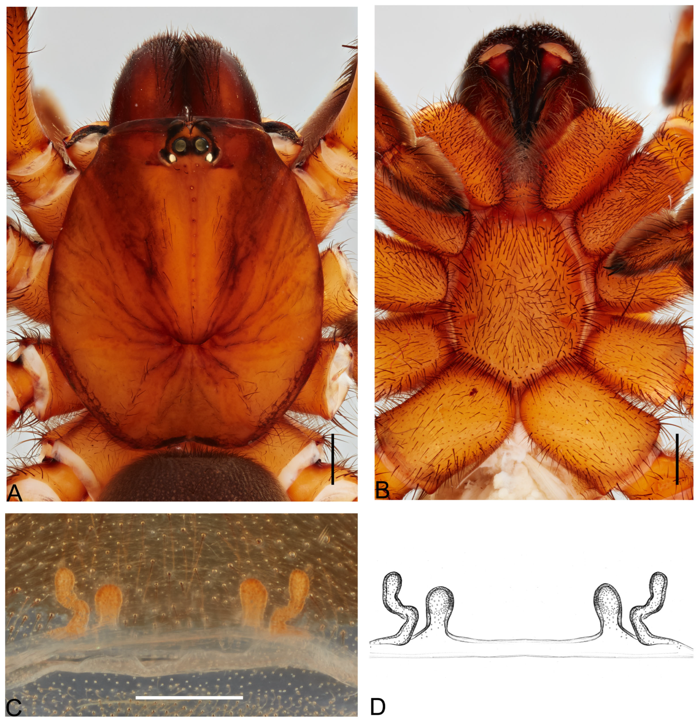 Taxonomy 05 00035 g013