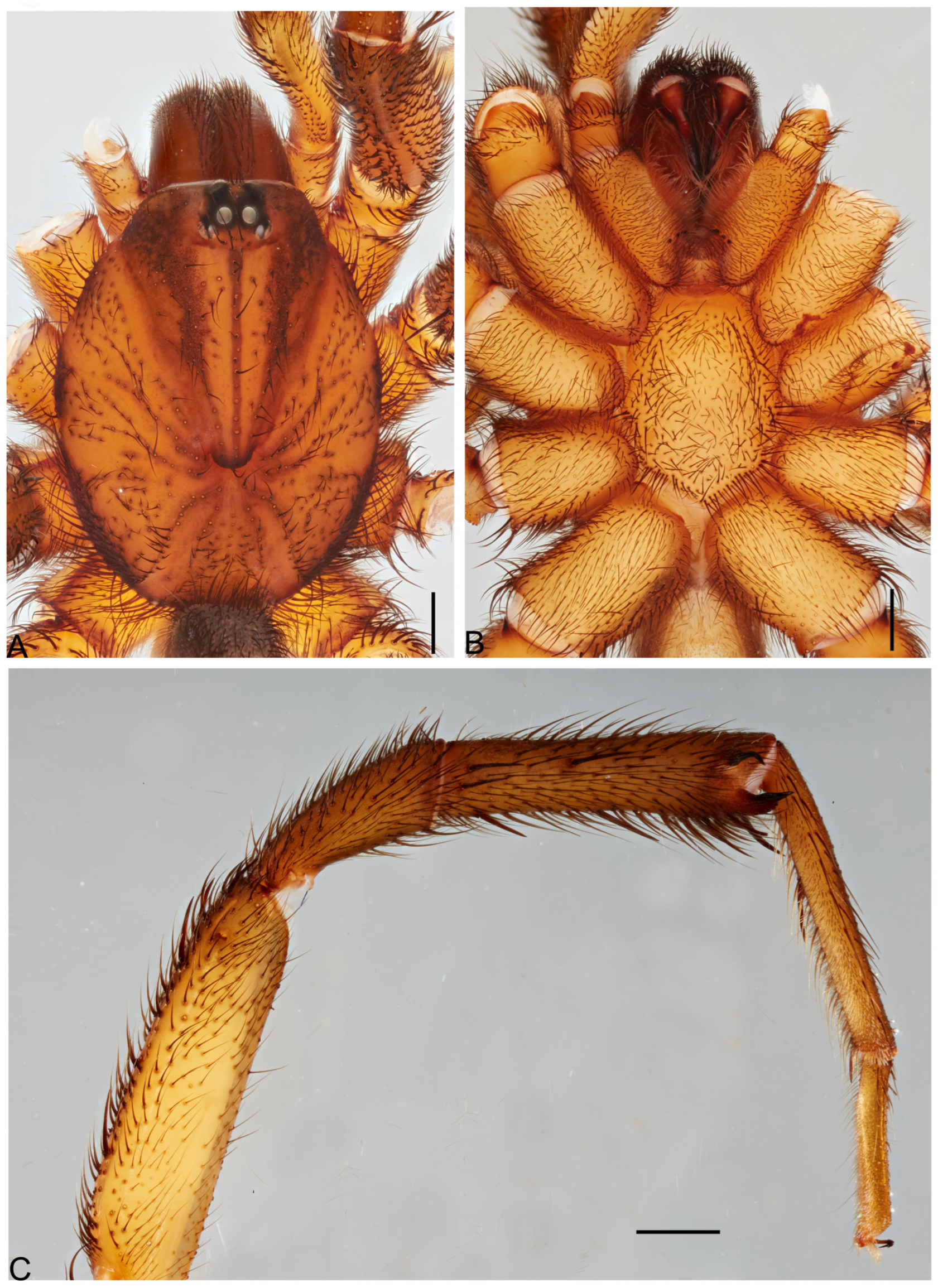 Taxonomy 05 00035 g015