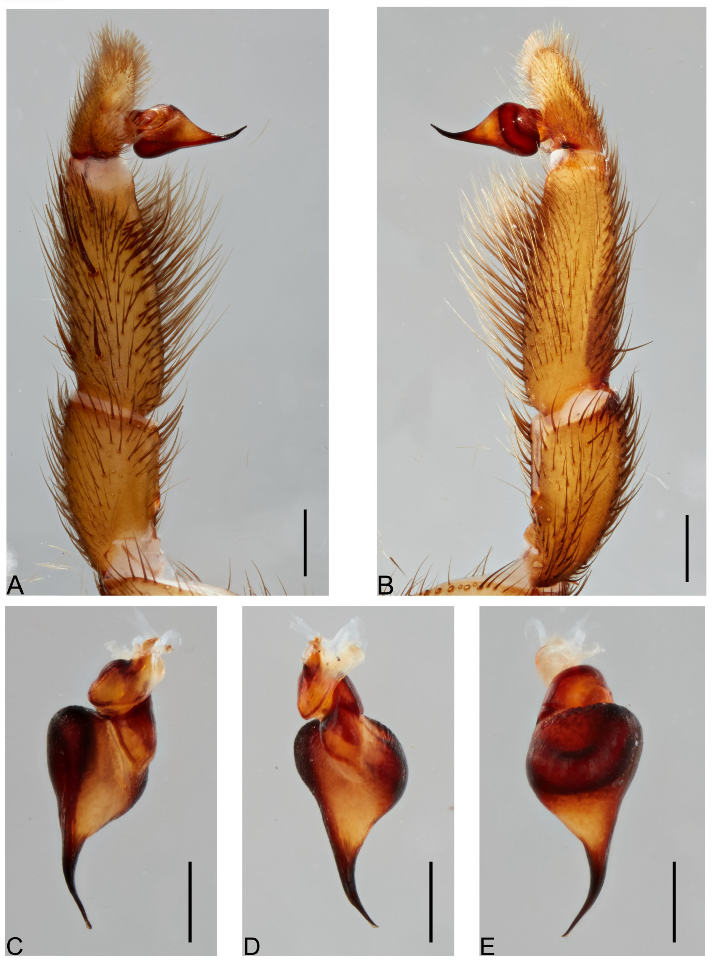 Taxonomy 05 00035 g016