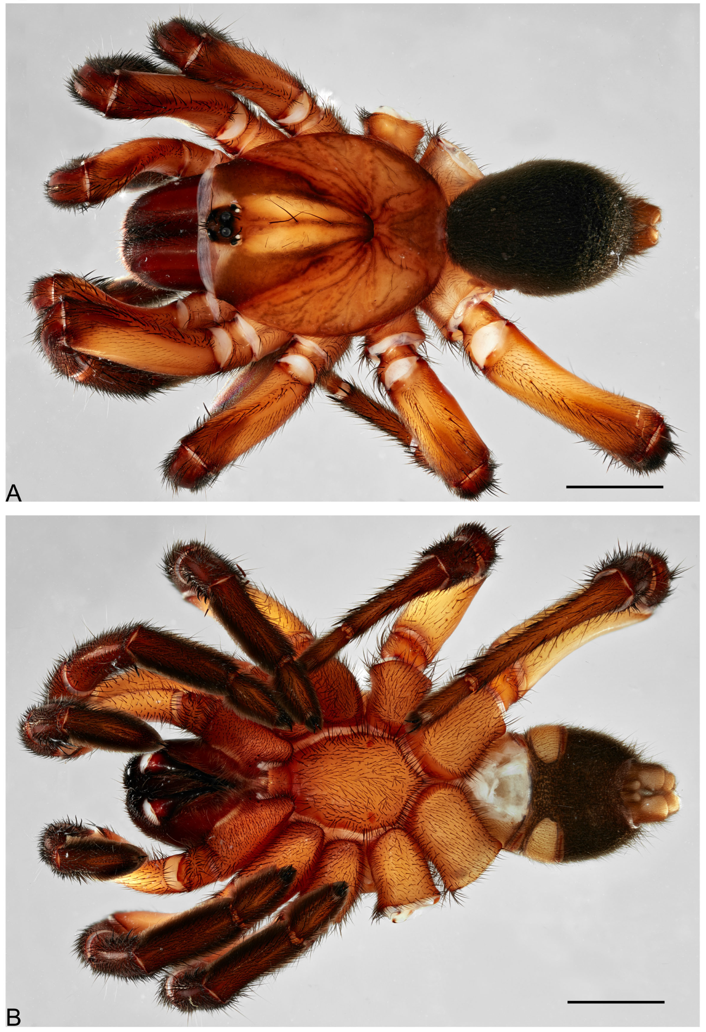 Taxonomy 05 00035 g017