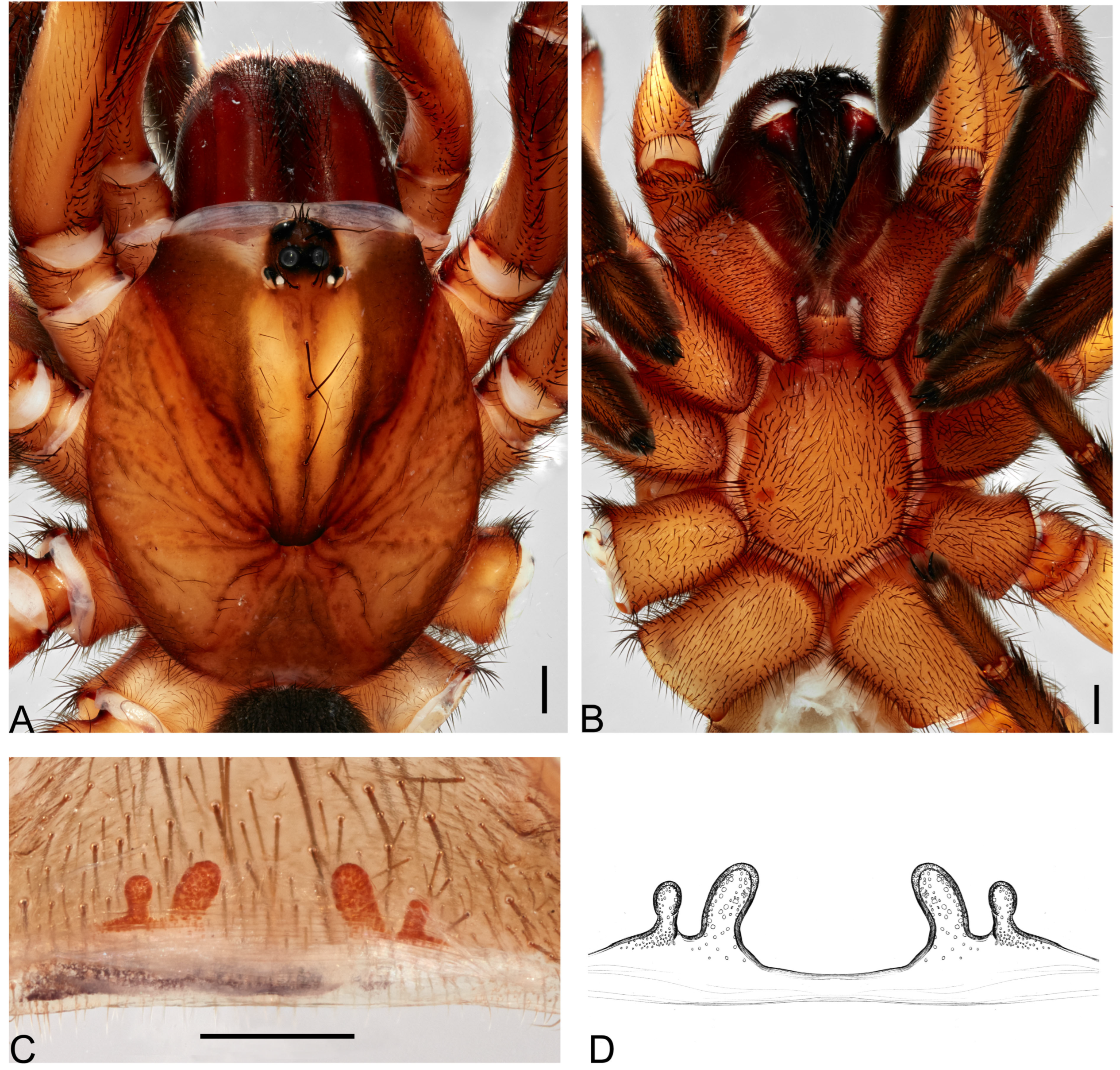 Taxonomy 05 00035 g018