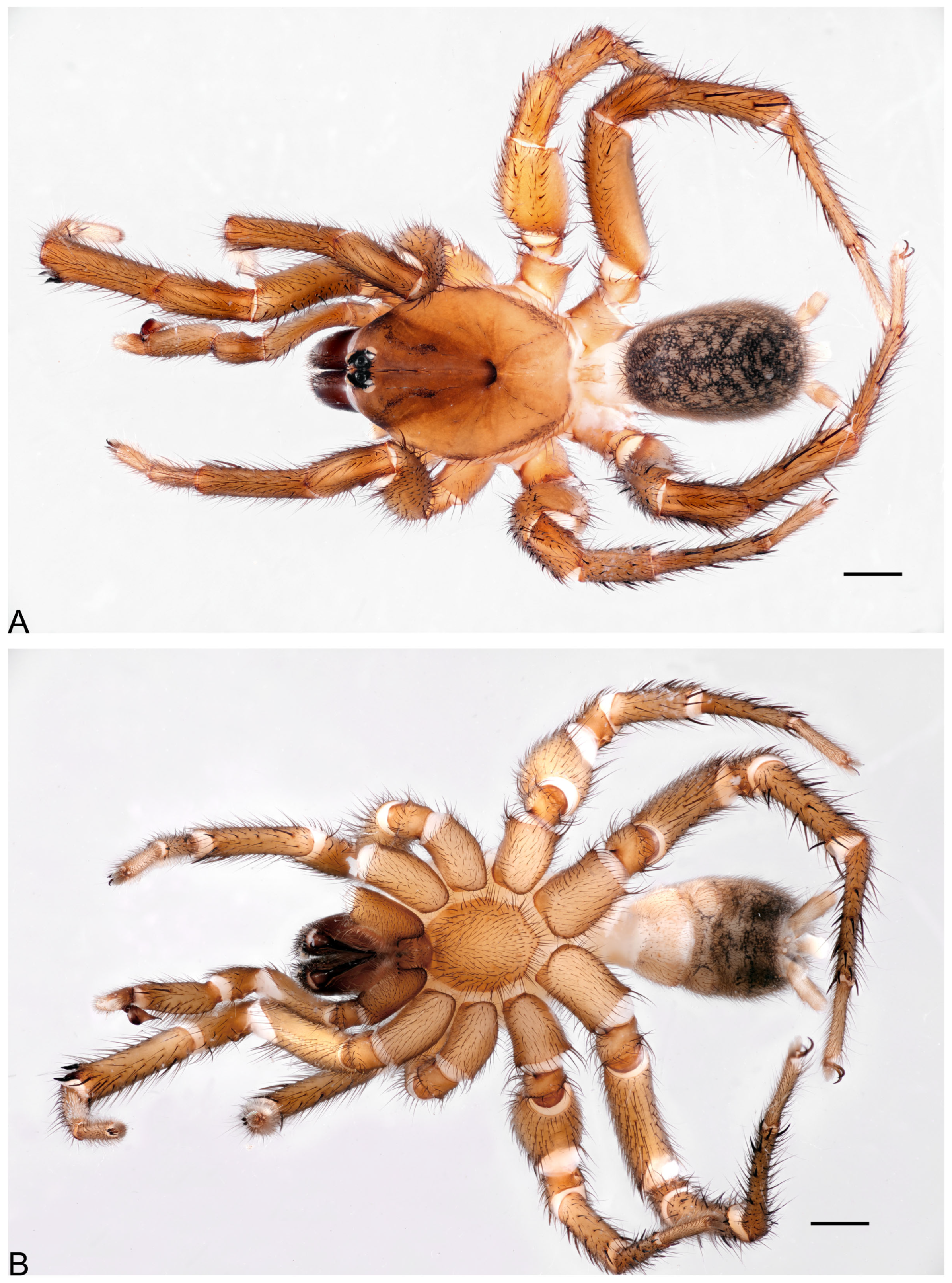 Taxonomy 05 00035 g019