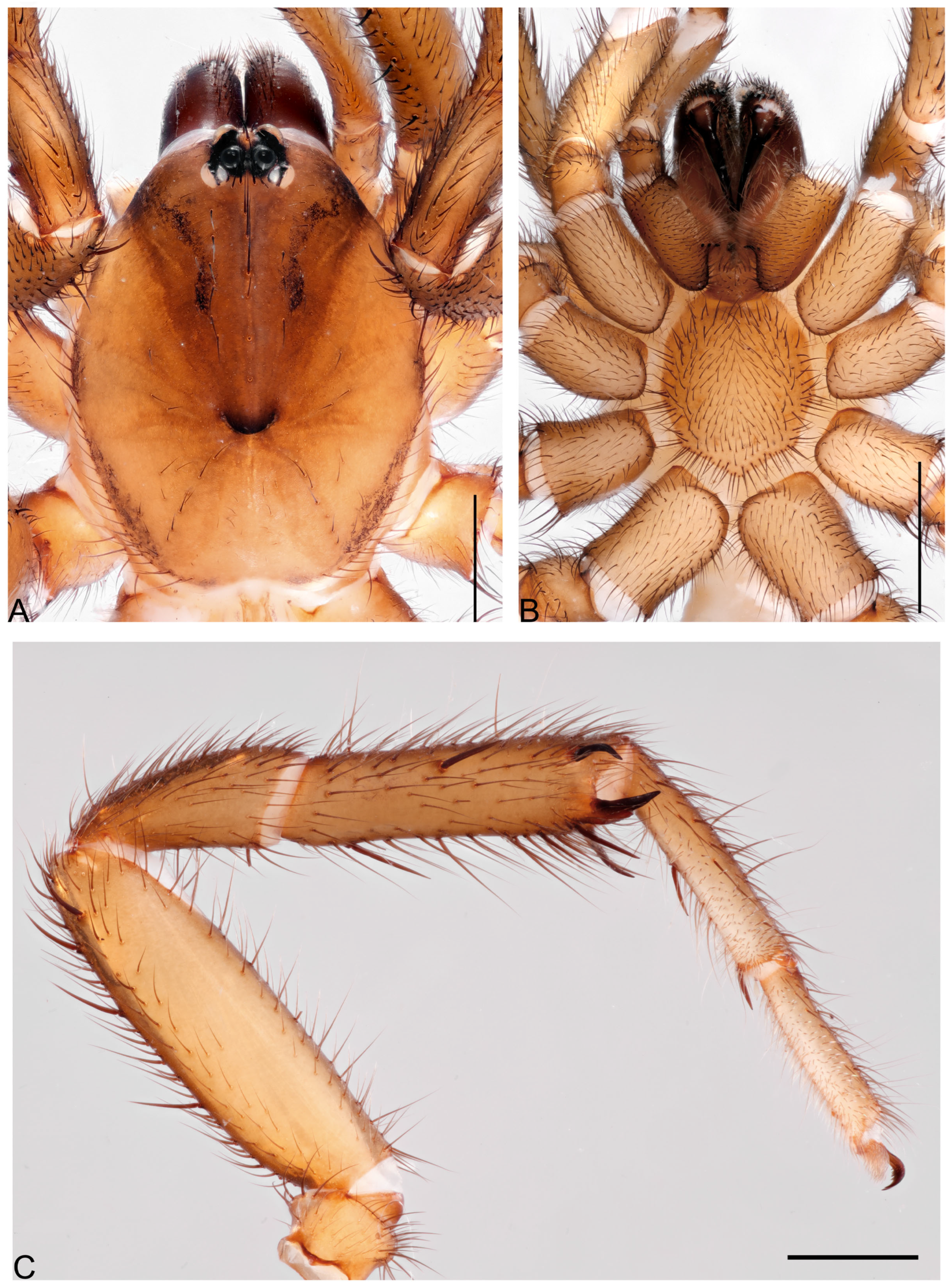 Taxonomy 05 00035 g020