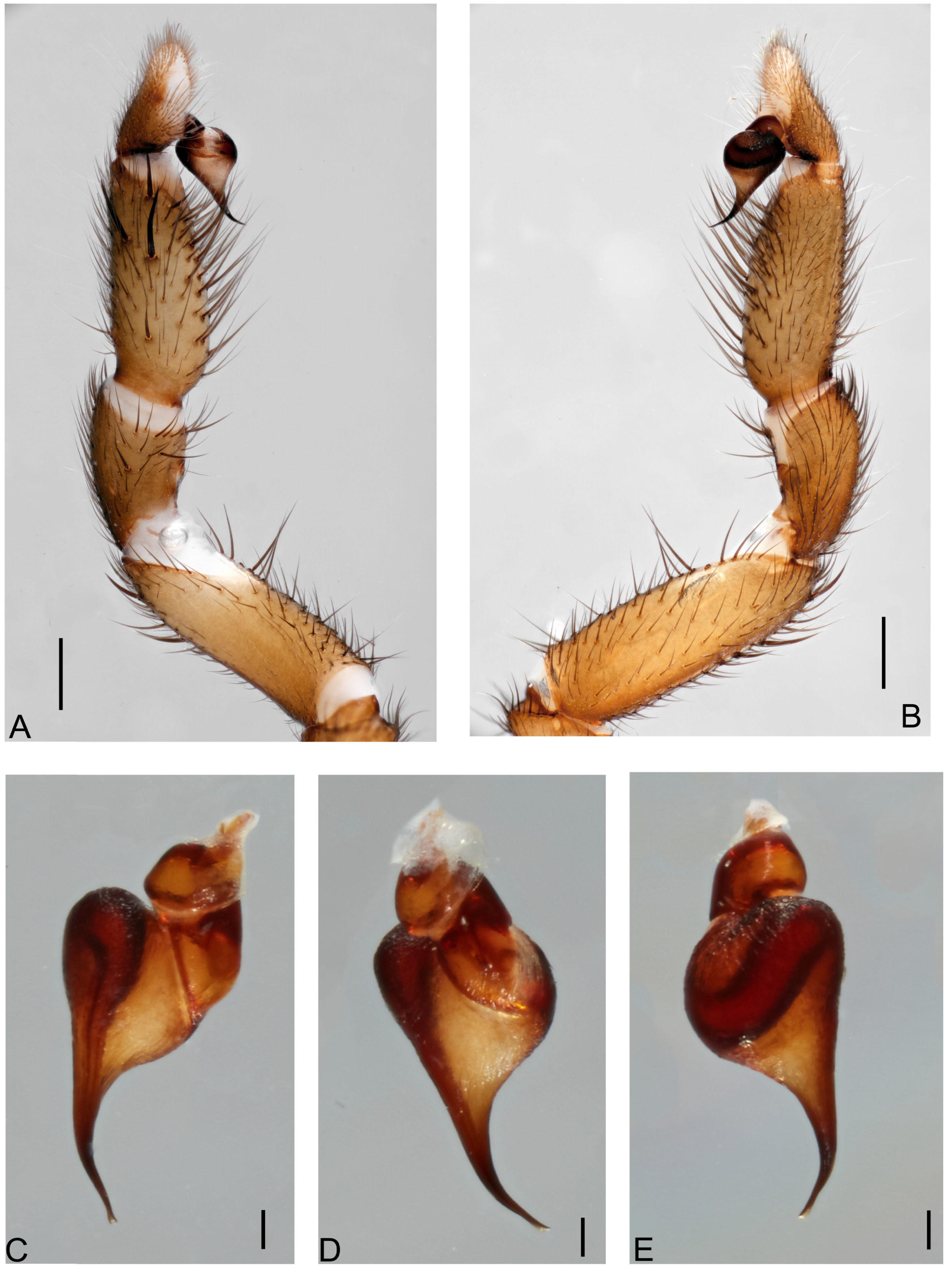 Taxonomy 05 00035 g021