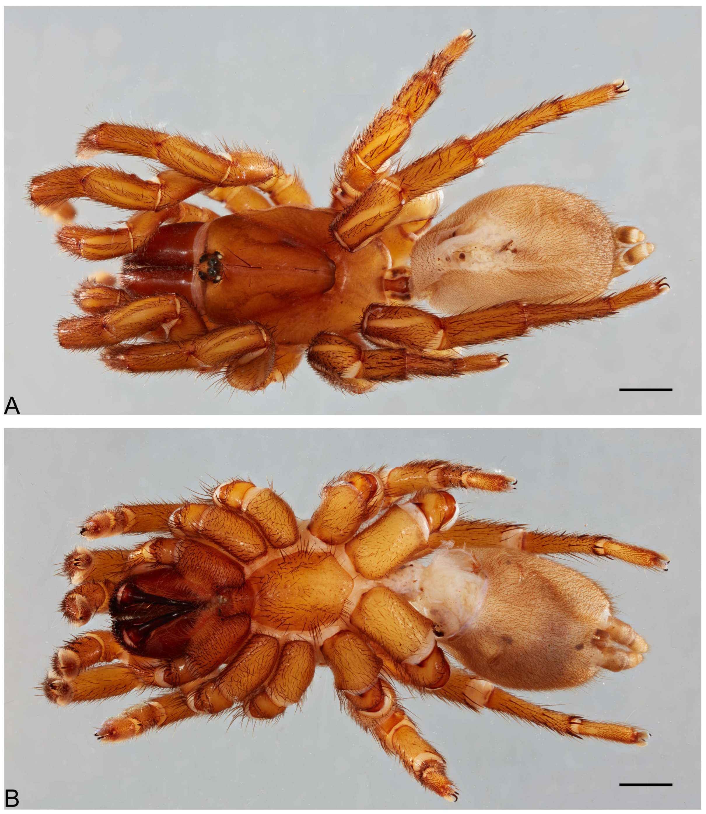 Taxonomy 05 00035 g022