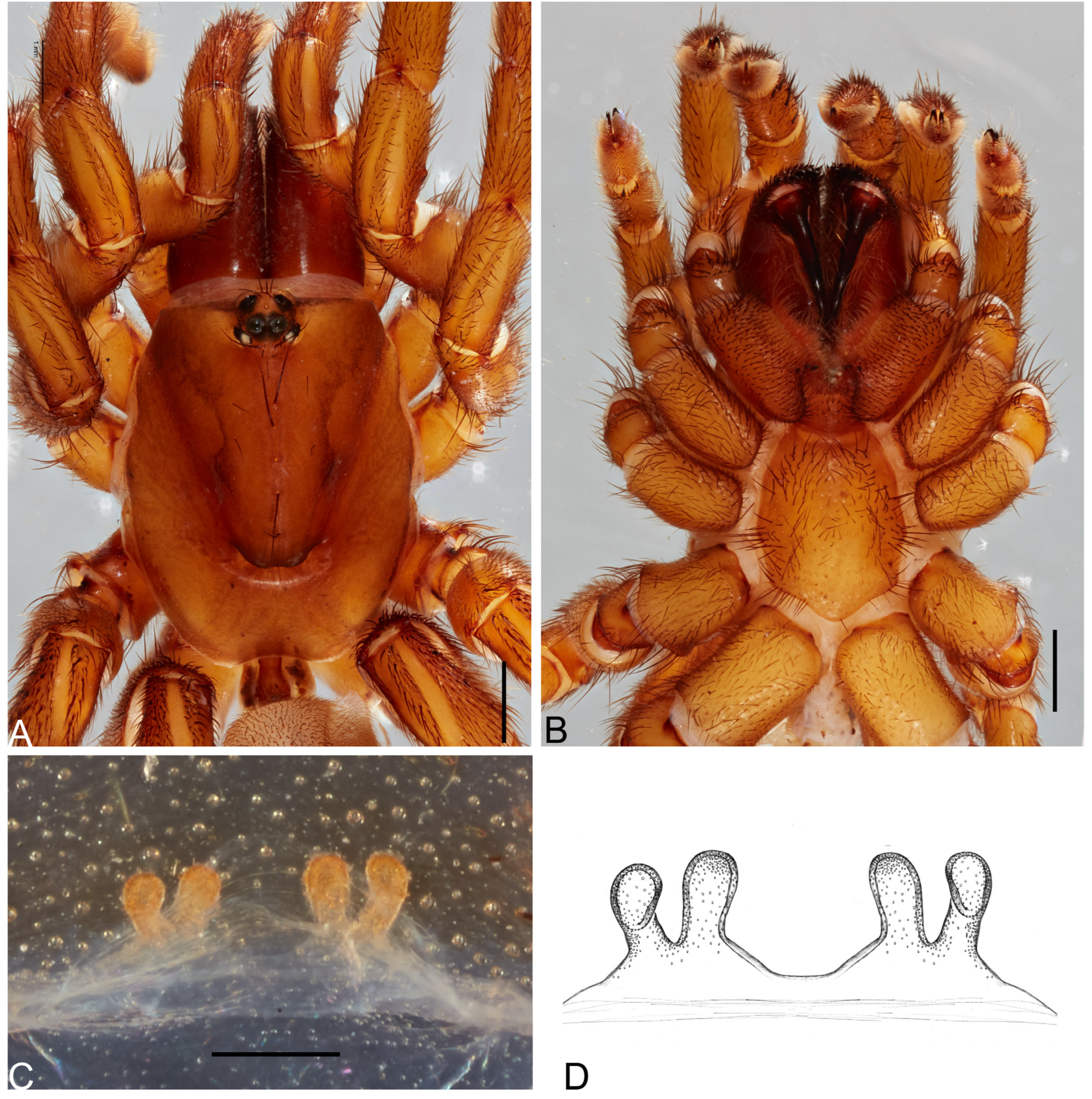 Taxonomy 05 00035 g023