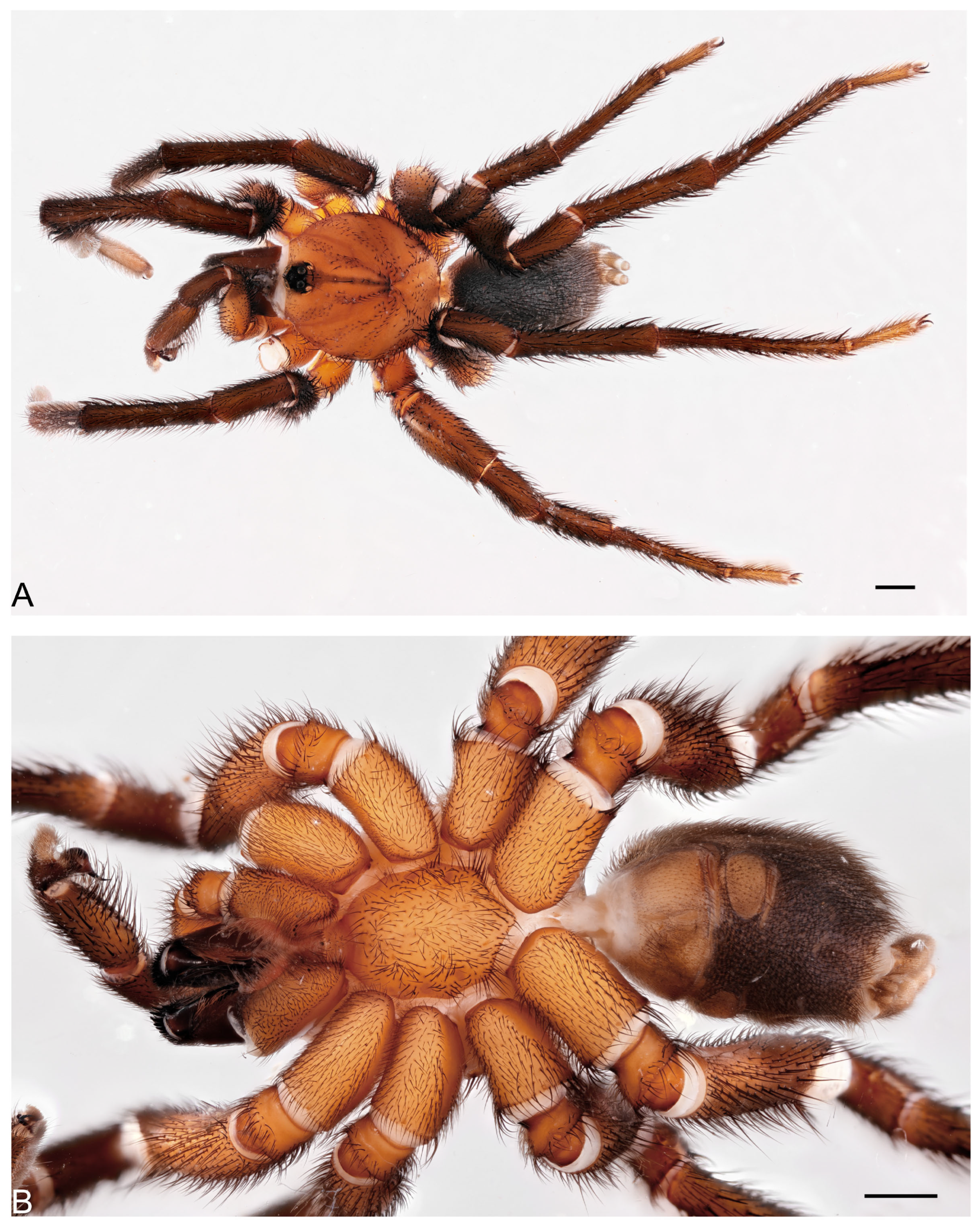 Taxonomy 05 00035 g024