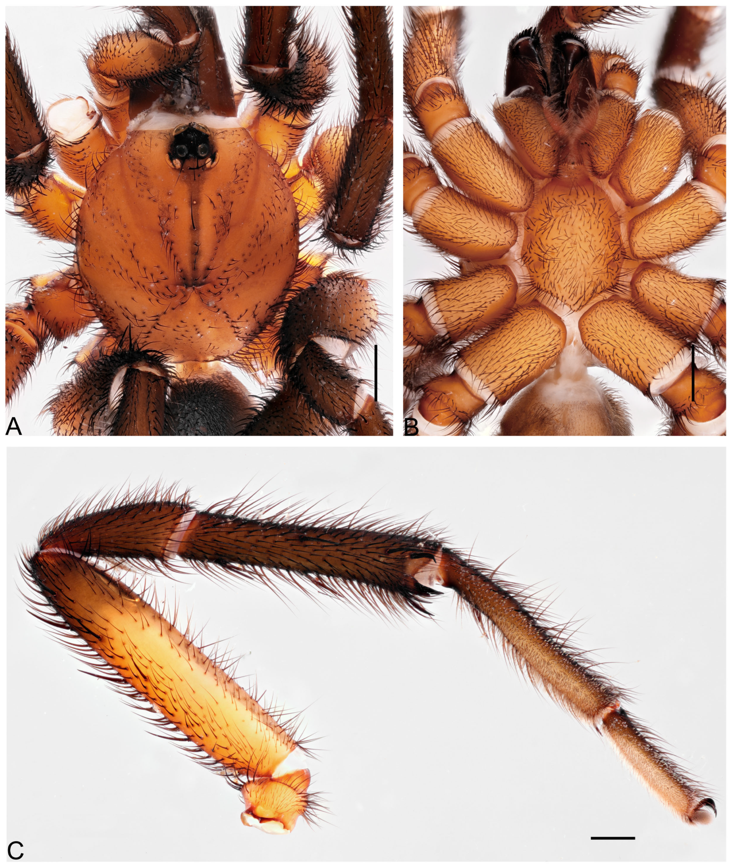 Taxonomy 05 00035 g025