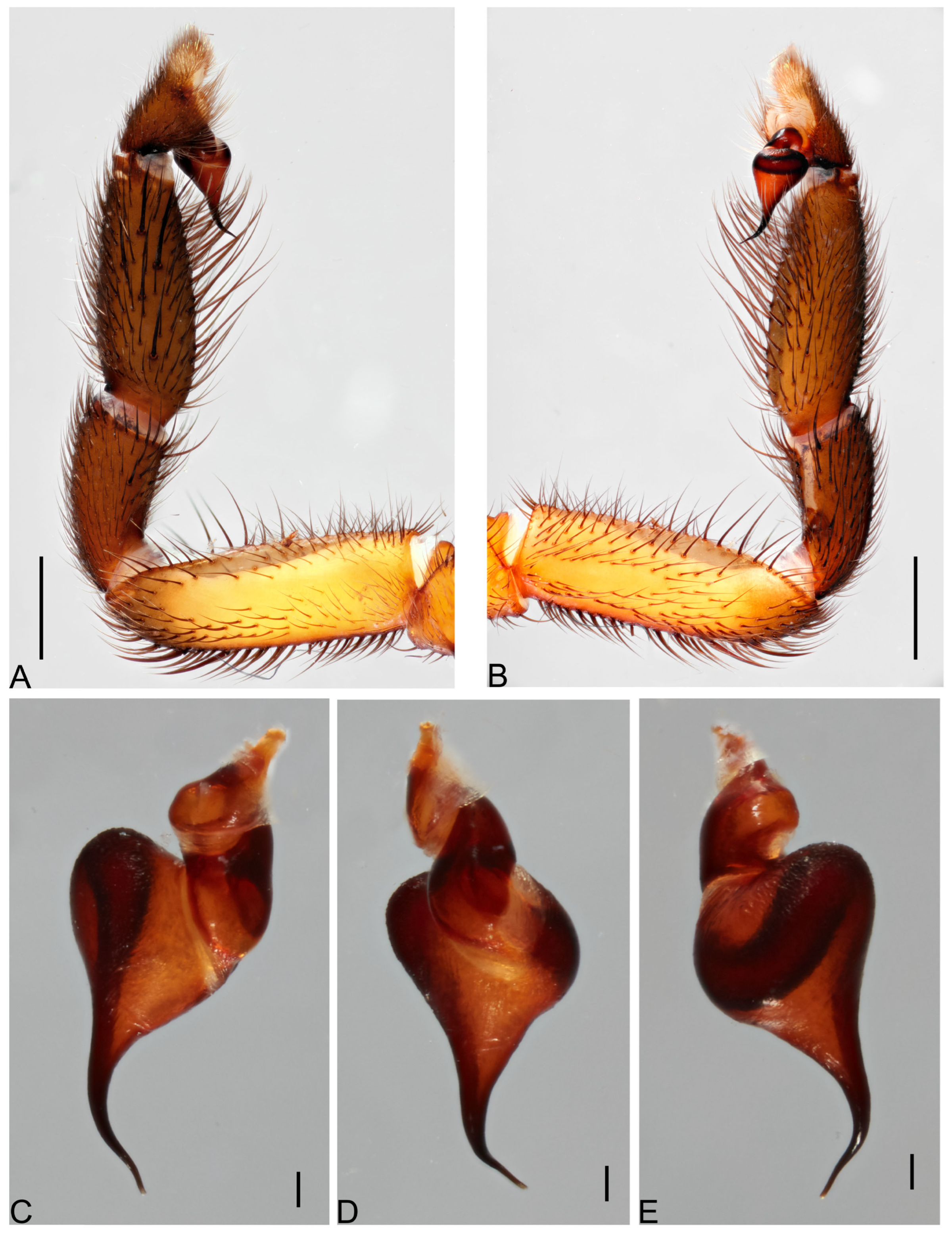 Taxonomy 05 00035 g026