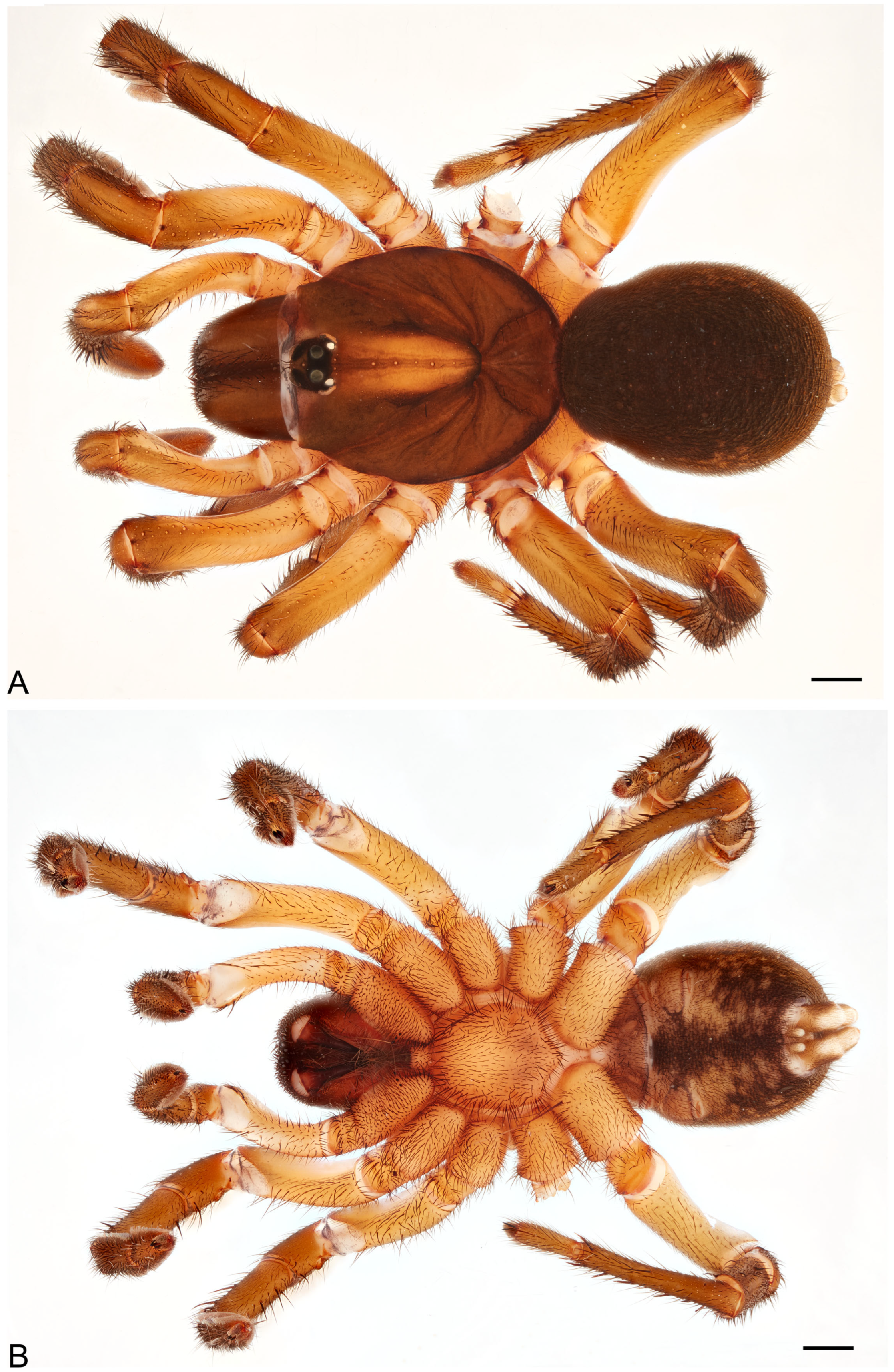 Taxonomy 05 00035 g027