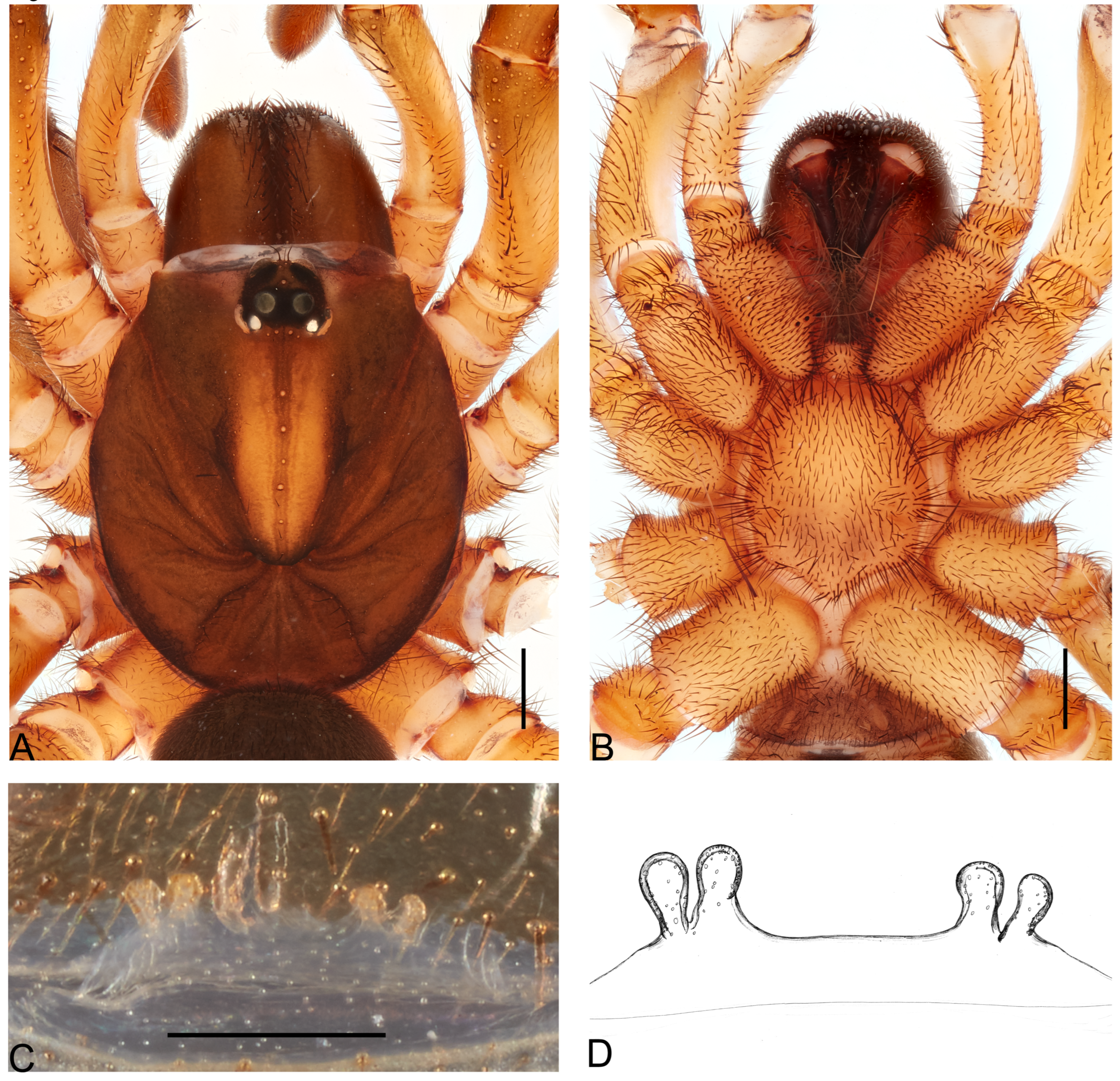 Taxonomy 05 00035 g028